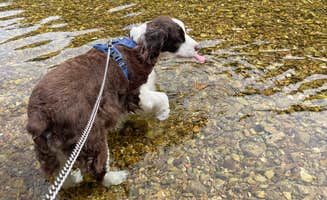 Joel R.'s photo of camping with pets at Timbuktu Campground — Echo Bluff State Park near Ellington, MO