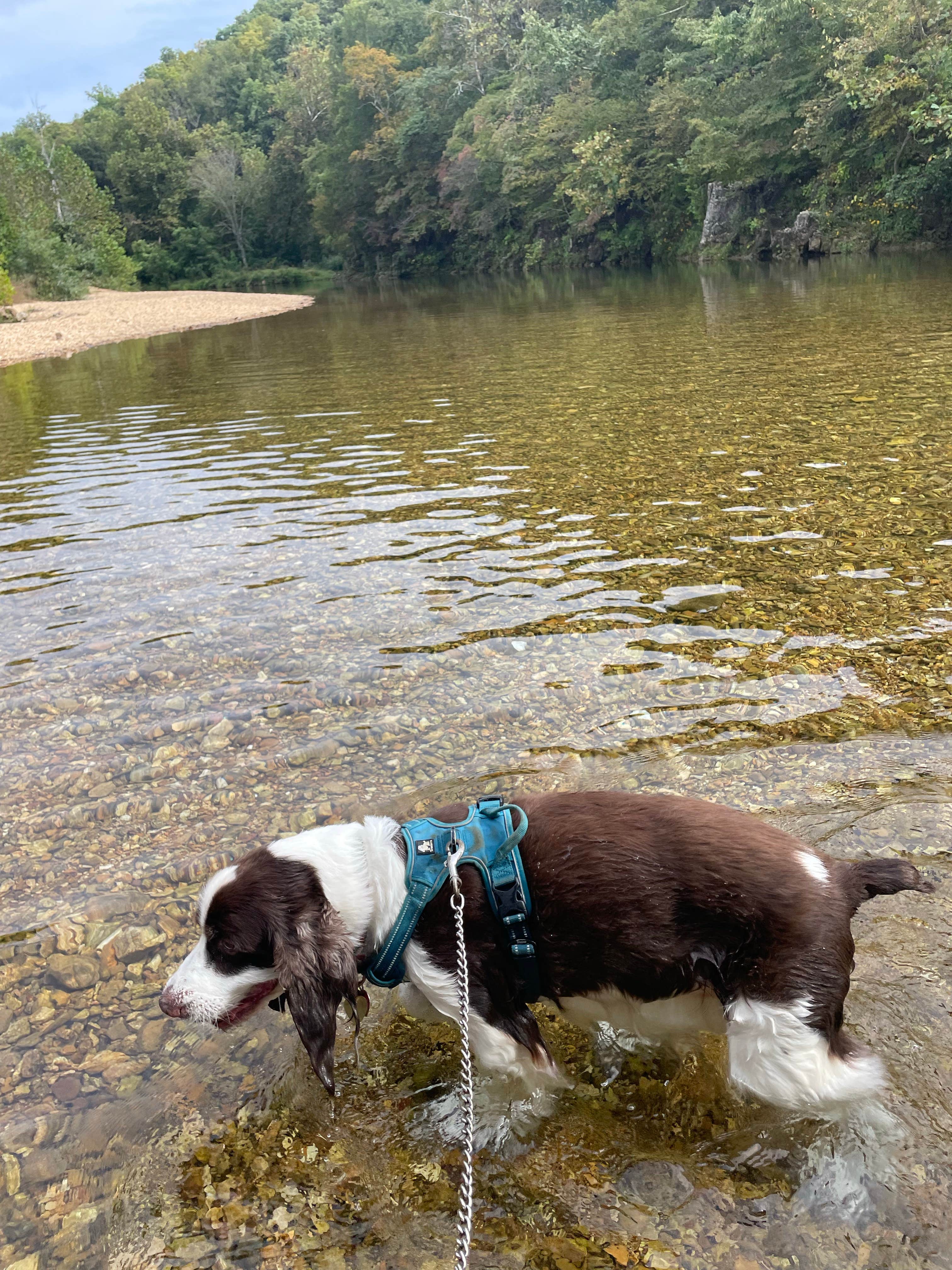 Joel R.'s photo of camping with pets at Timbuktu Campground — Echo Bluff State Park near West Plains, MO