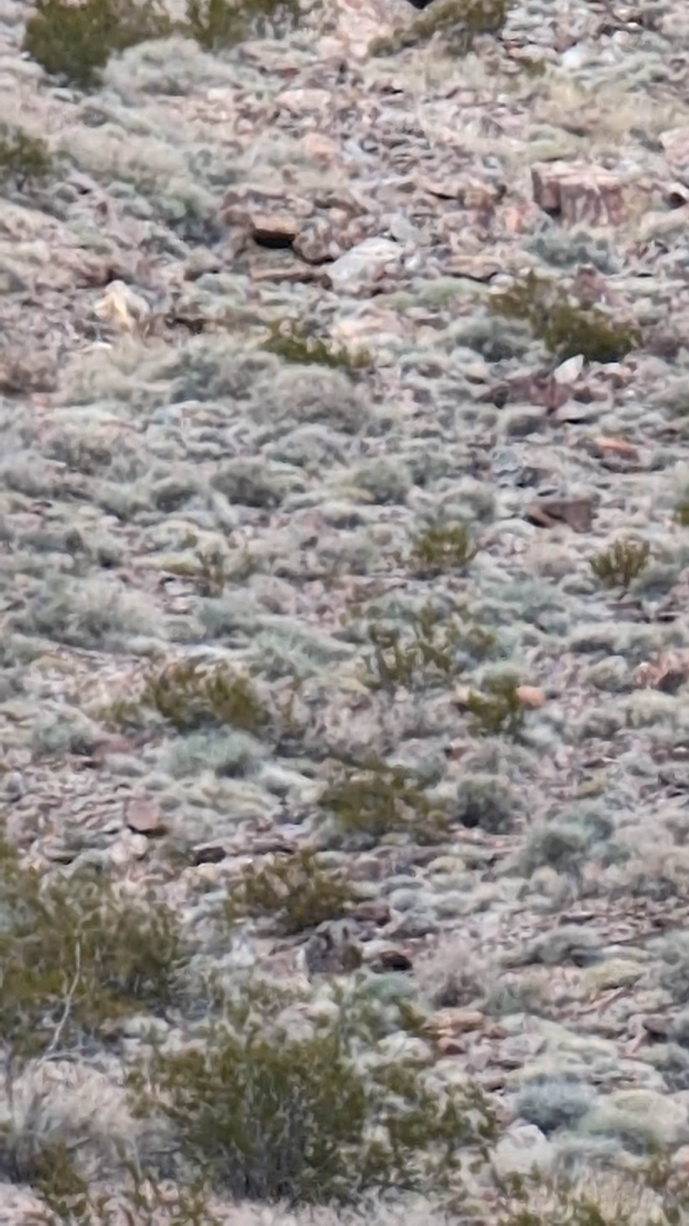 Camper-submitted photo at Echo Canyon Rd near Beatty, NV