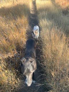 Yvonne S.'s photo of camping with pets at Echo Valley Park Campground near Black Hills National Forest