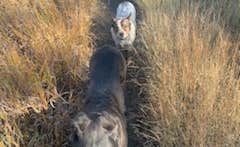 Yvonne S.'s photo of camping with pets at Echo Valley Park Campground near Custer, SD