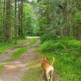Review photo of Edgemere Roadside Campsites — Delaware State Forest by Sue B., August 22, 2026