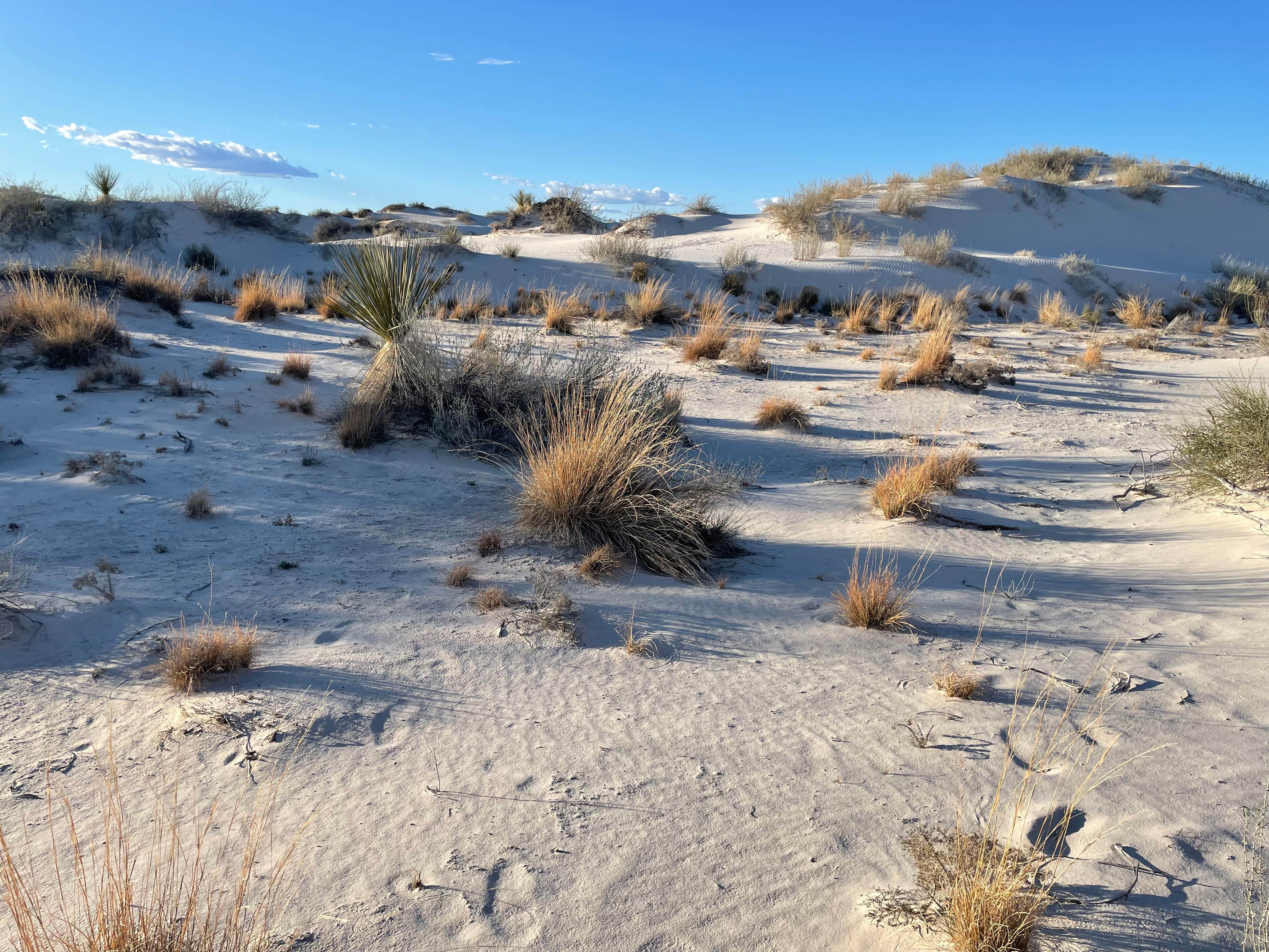 Camper-submitted photo at Edgington RV Park near Lincoln National Forest