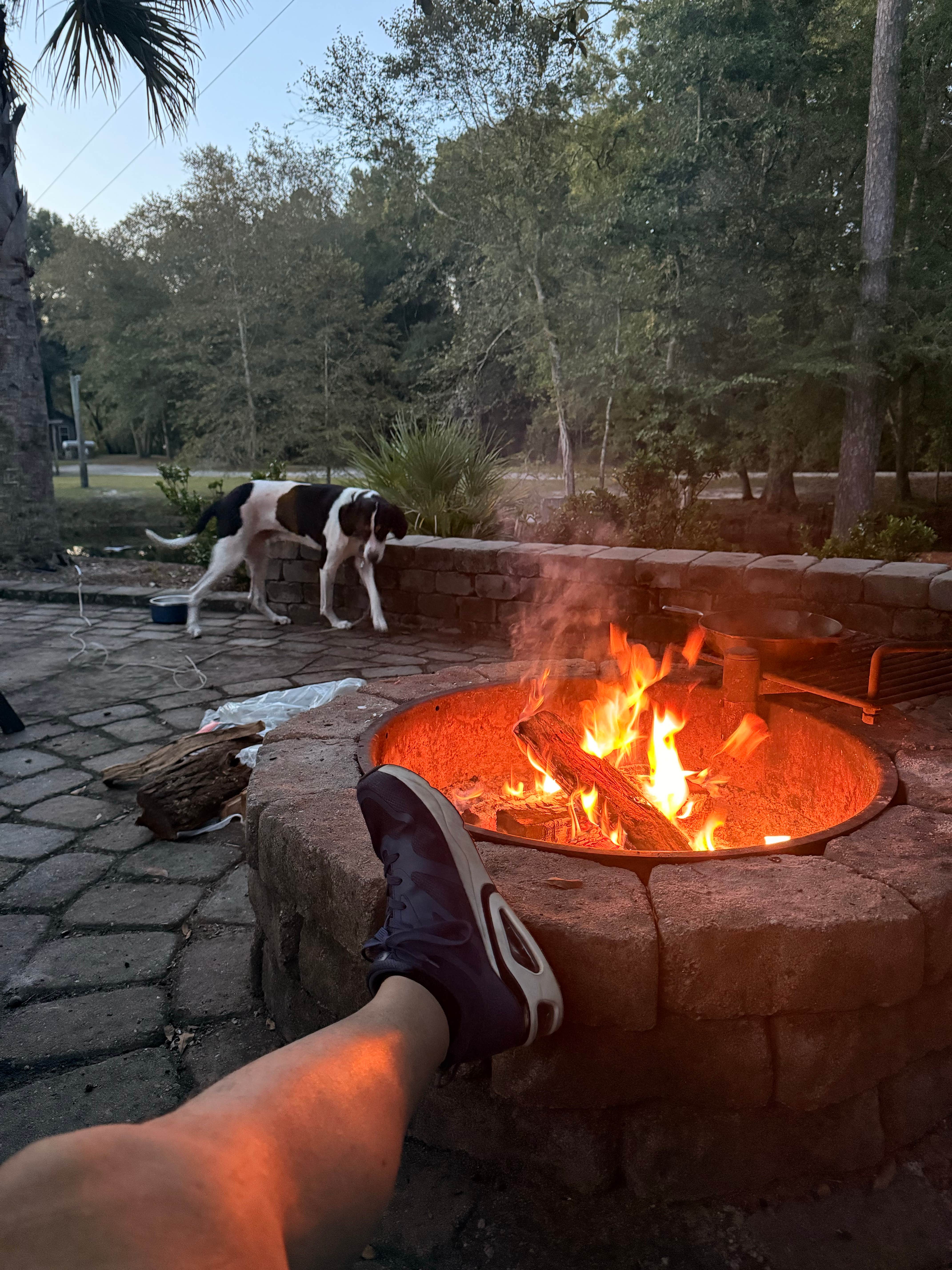 Todd F.'s photo of camping with pets at Edisto River Lodge near Harleyville, SC