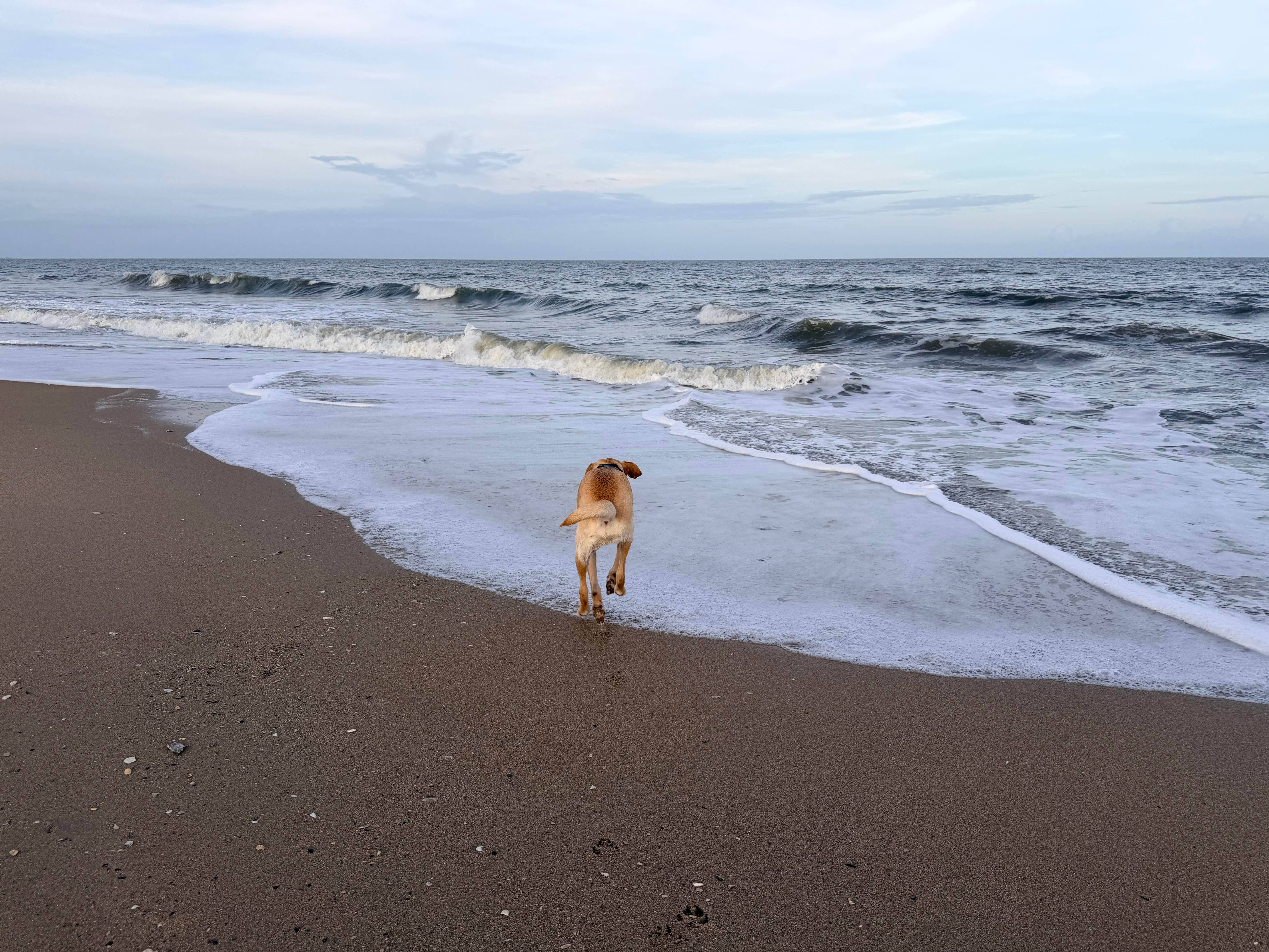 edisto state park