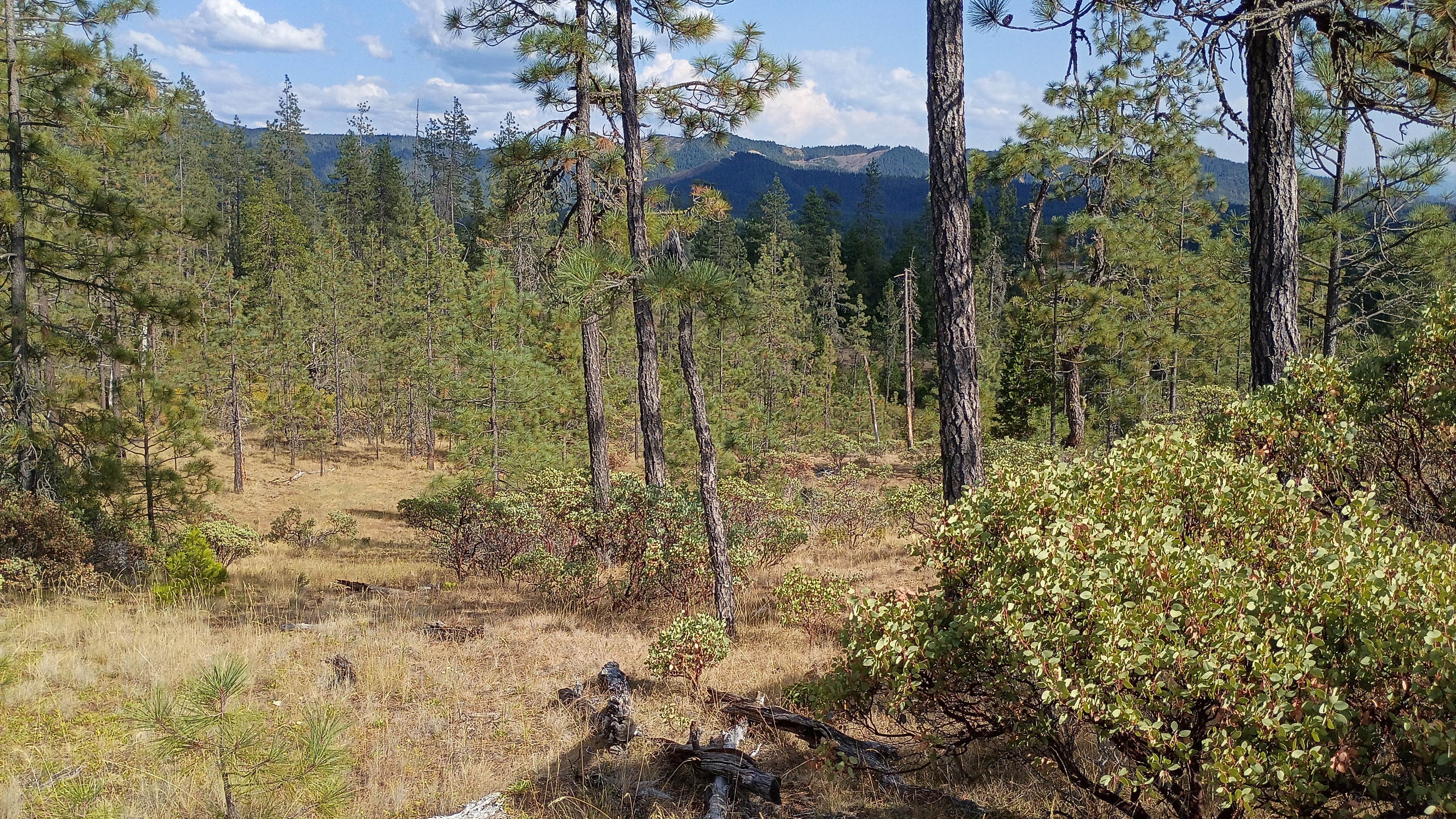 Camping near Lake Selmac County Park: Eight Dollar Mountain Pulloff, Kerby, Oregon