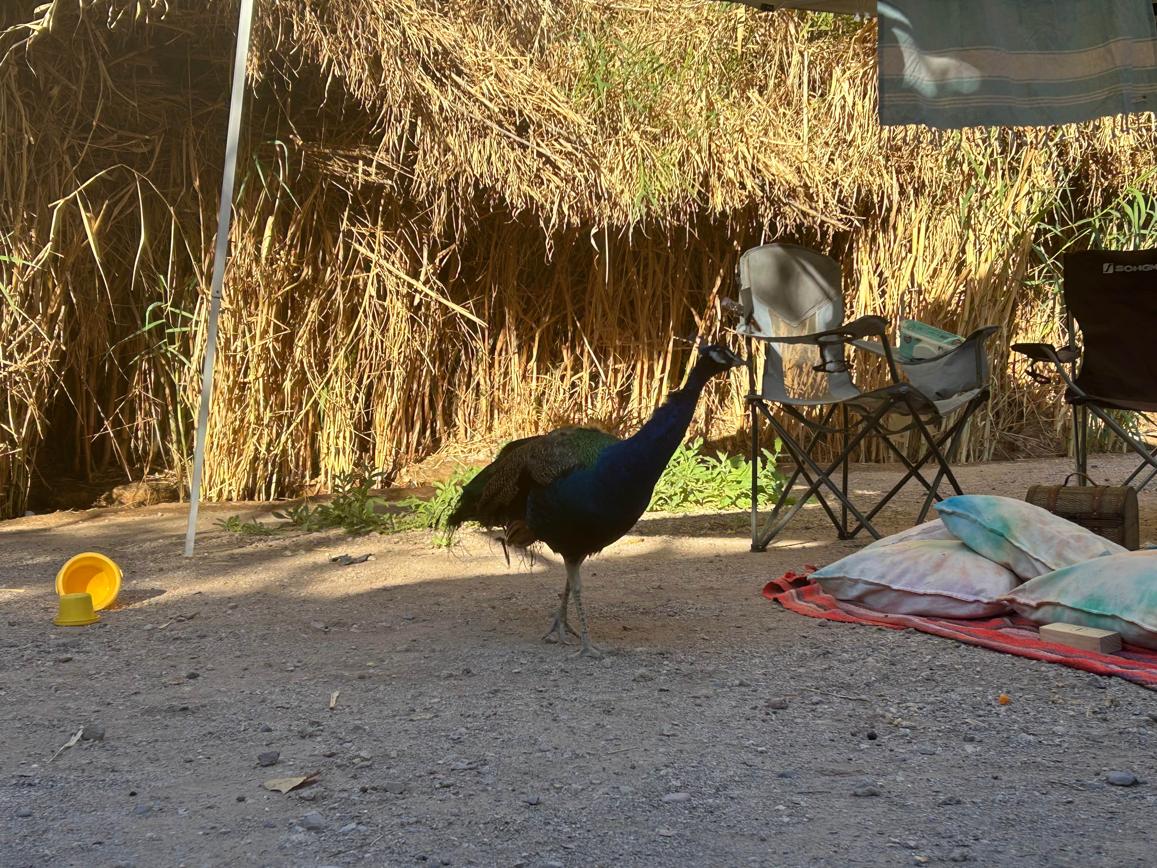 Camper submitted image from El Dorado Hot Springs - 5