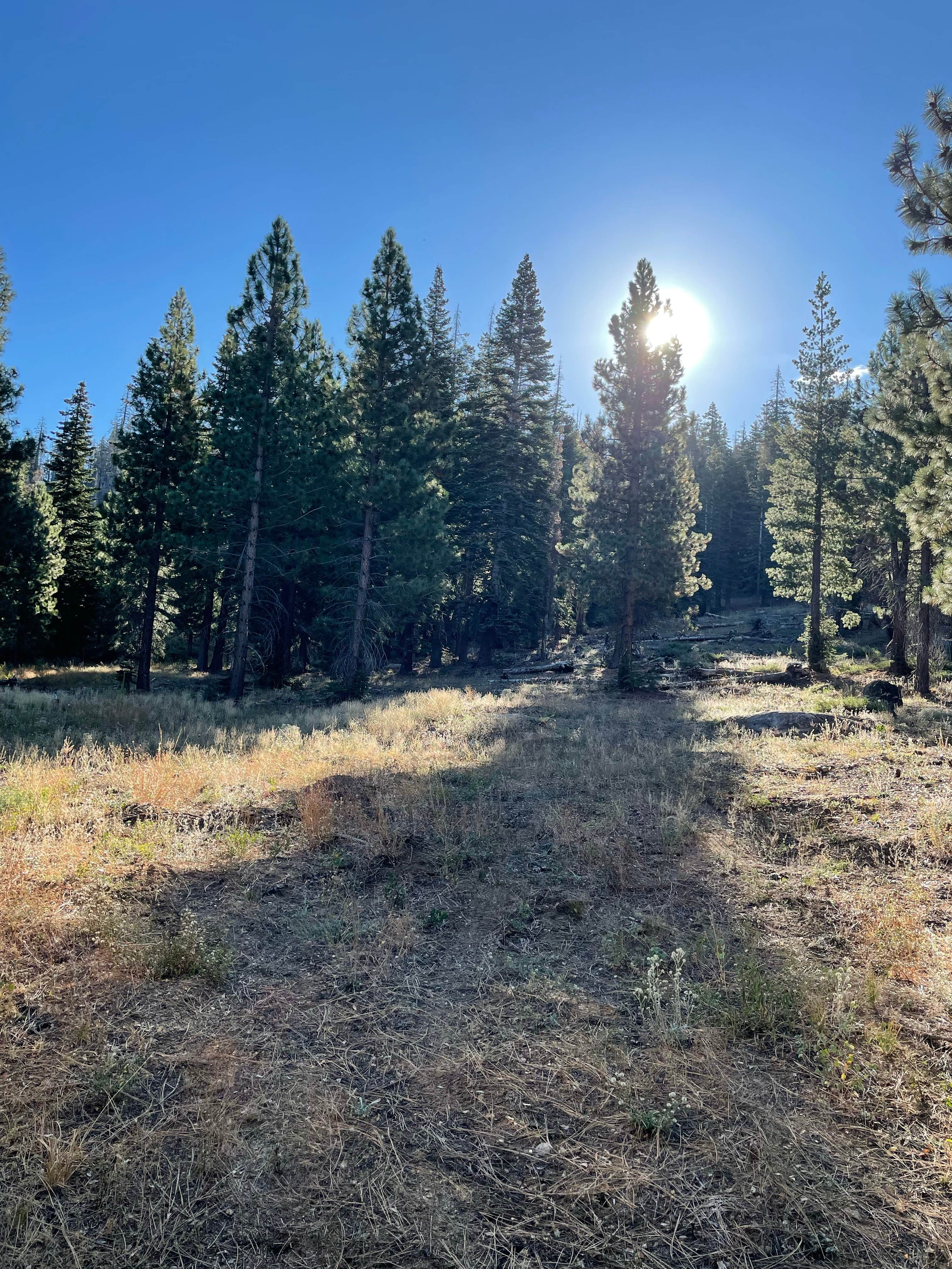 Tim R.'s photo of a dispersed camping area at Packsaddle Pass - El Dorado National Forest Dispersed near Colfax, CA