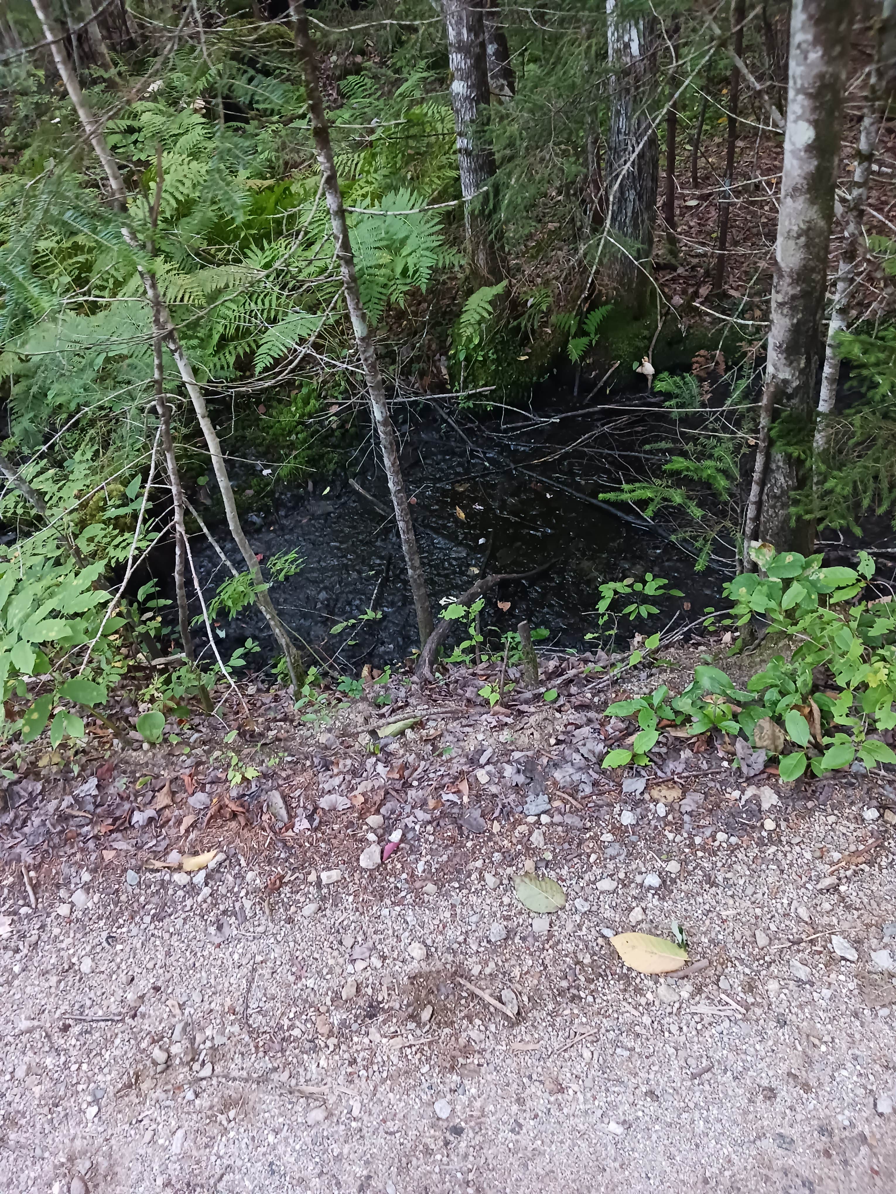 Camper-submitted photo at Elbow Pond Road Dispersed Site near Denmark, ME