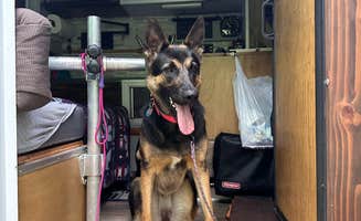StaceeQ Q.'s photo of camping with pets at Illini Campground — Eldon Hazlet State Recreation Area near Ramsey, IL