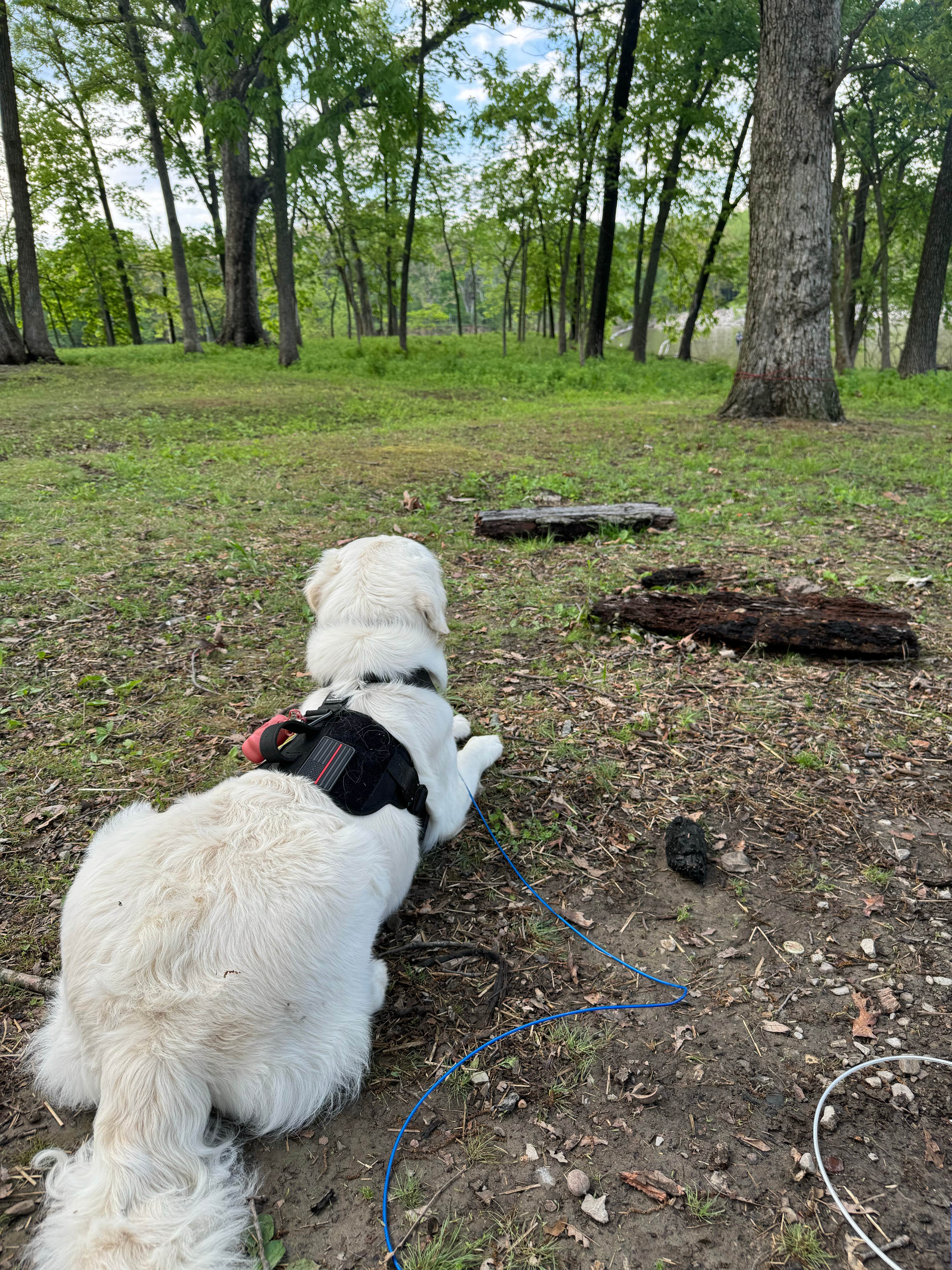 Kelsey S.'s photo of camping with pets at Illini Campground — Eldon Hazlet State Recreation Area near Ramsey, IL