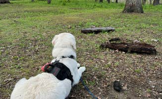 Kelsey S.'s photo of camping with pets at Illini Campground — Eldon Hazlet State Recreation Area near Ramsey, IL