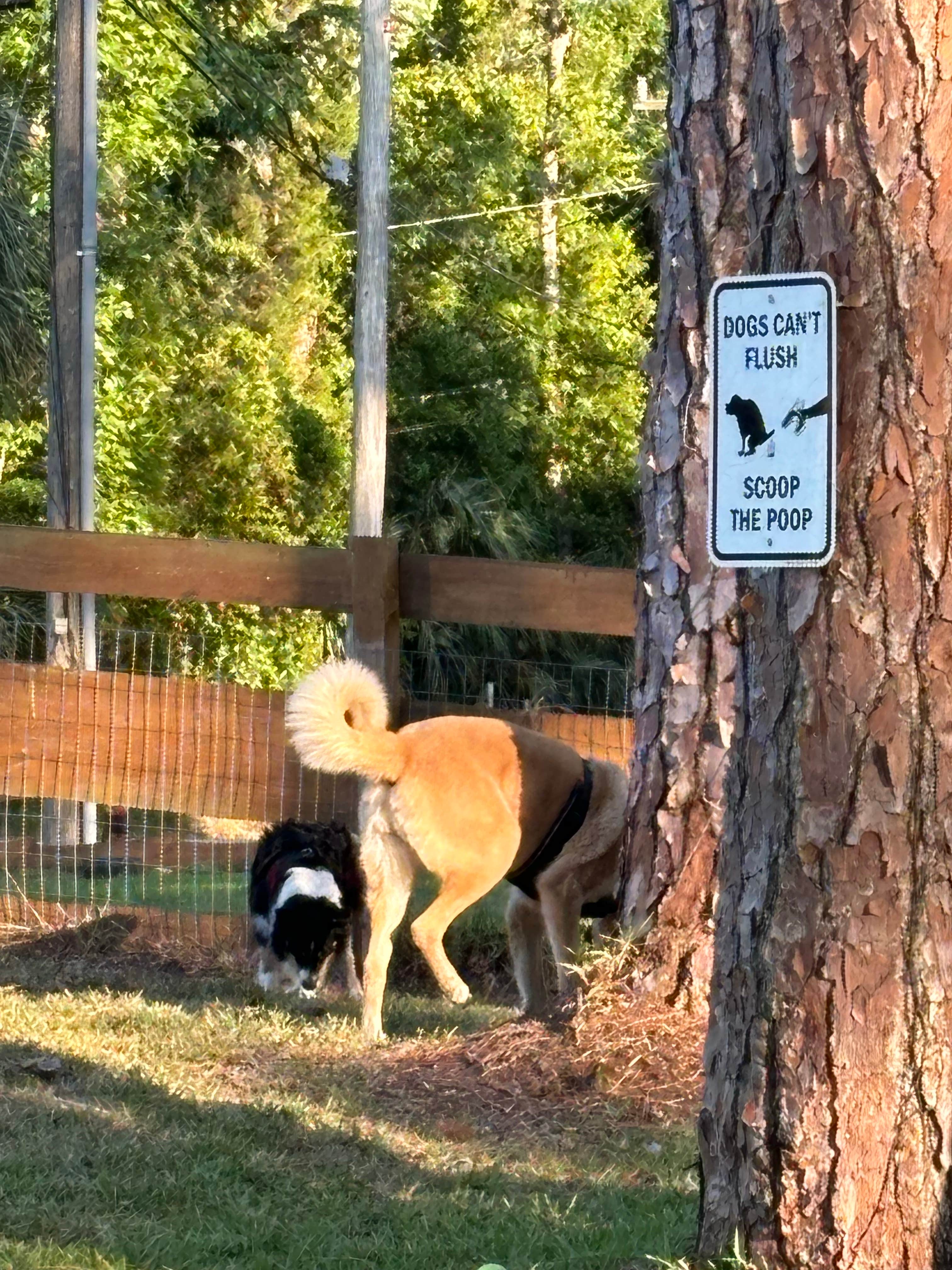 L&A C.'s photo of camping with pets at Eleanor Oaks RV Park near Cedar Key, FL