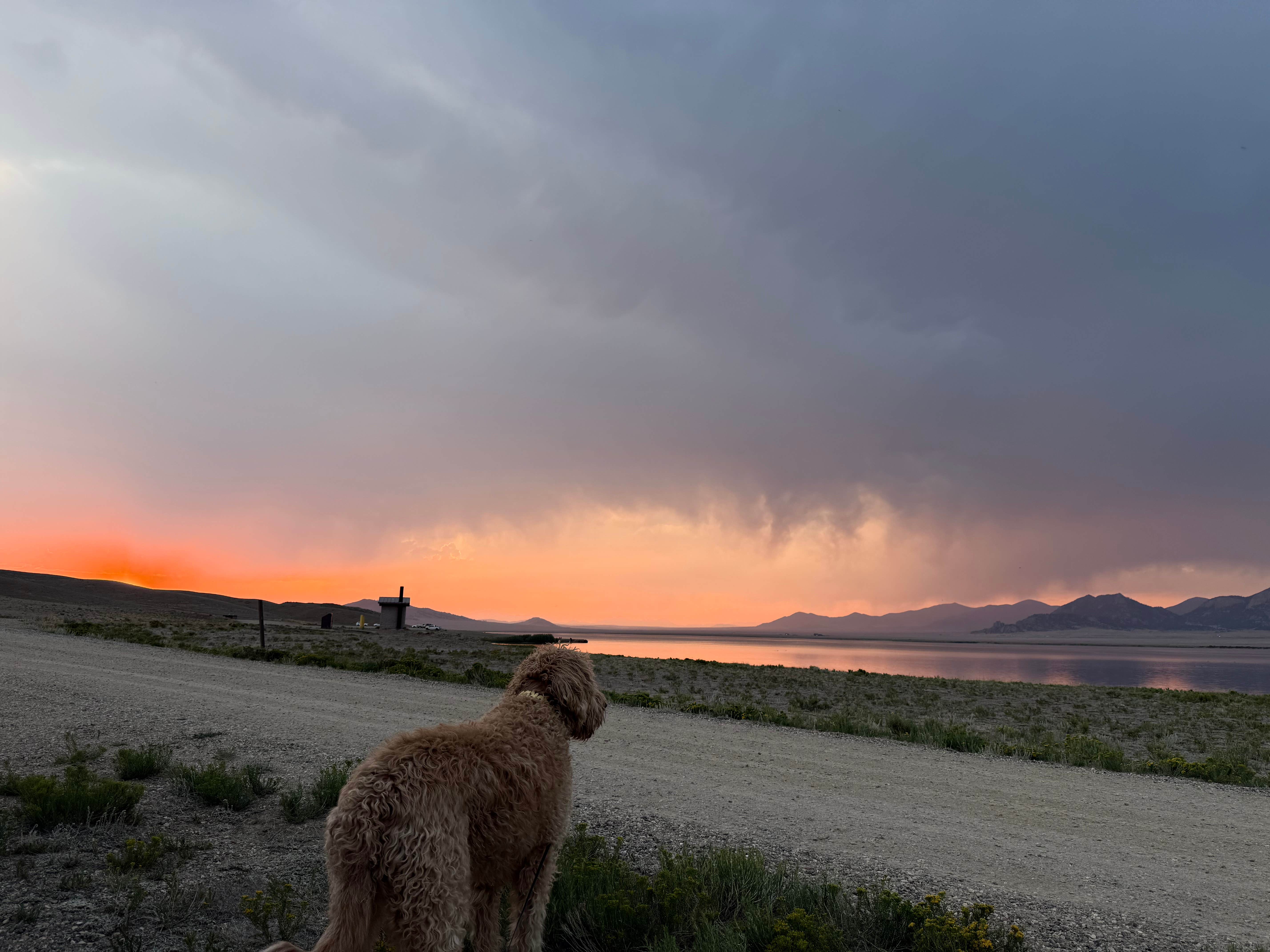 Larissa F.'s photo of camping with pets at Lazy Boy Campground — Eleven Mile State Park near Pike and San Isabel National Forests and Cimarron and Comanche National Grasslands