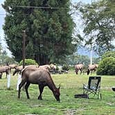 Review photo of Elk Country RV Resort & Campground by Greg D., September 16, 2024