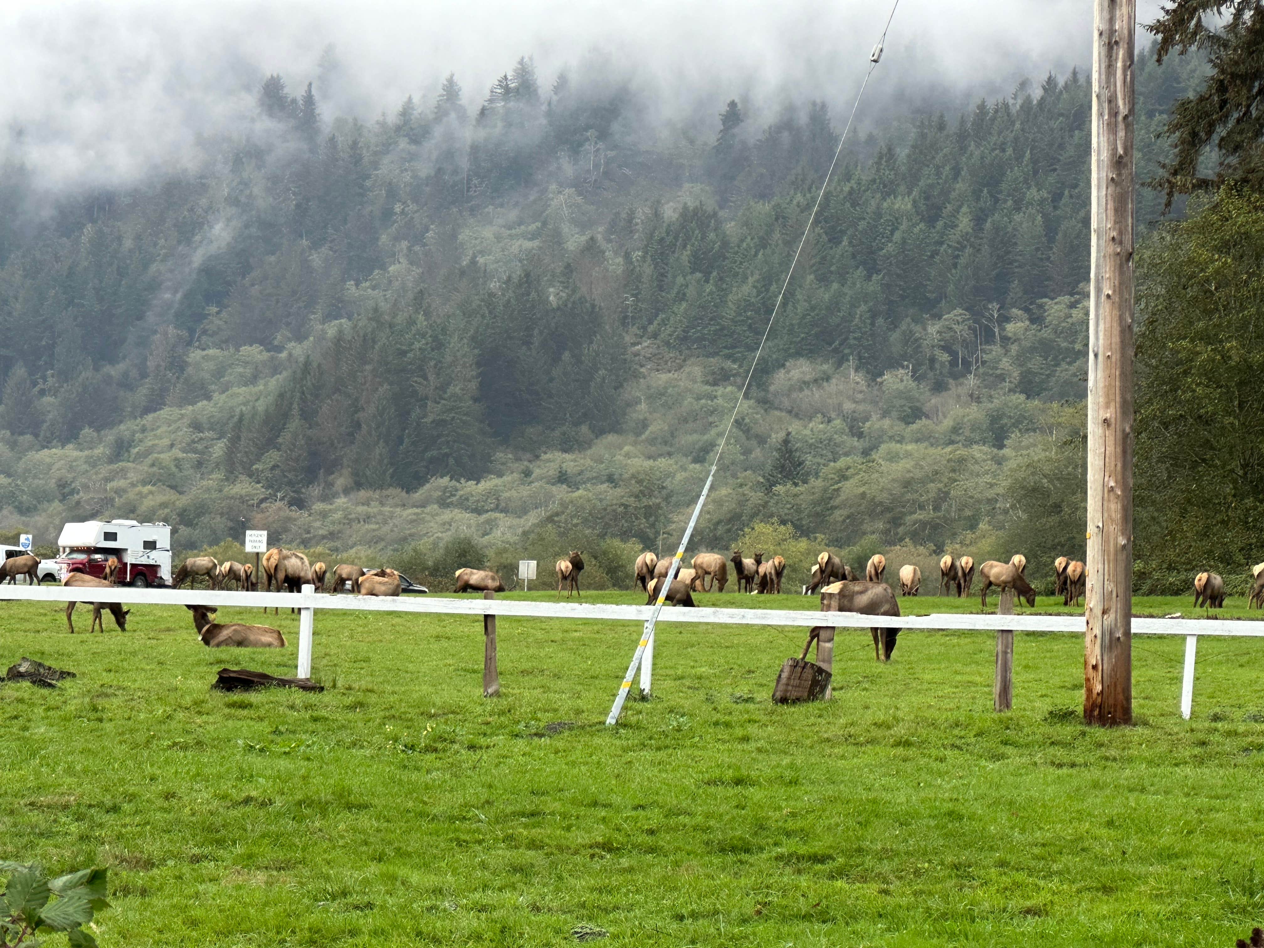 Shawn M.'s photo of camping with a horse at Elk Country RV Resort & Campground near Klamath, CA