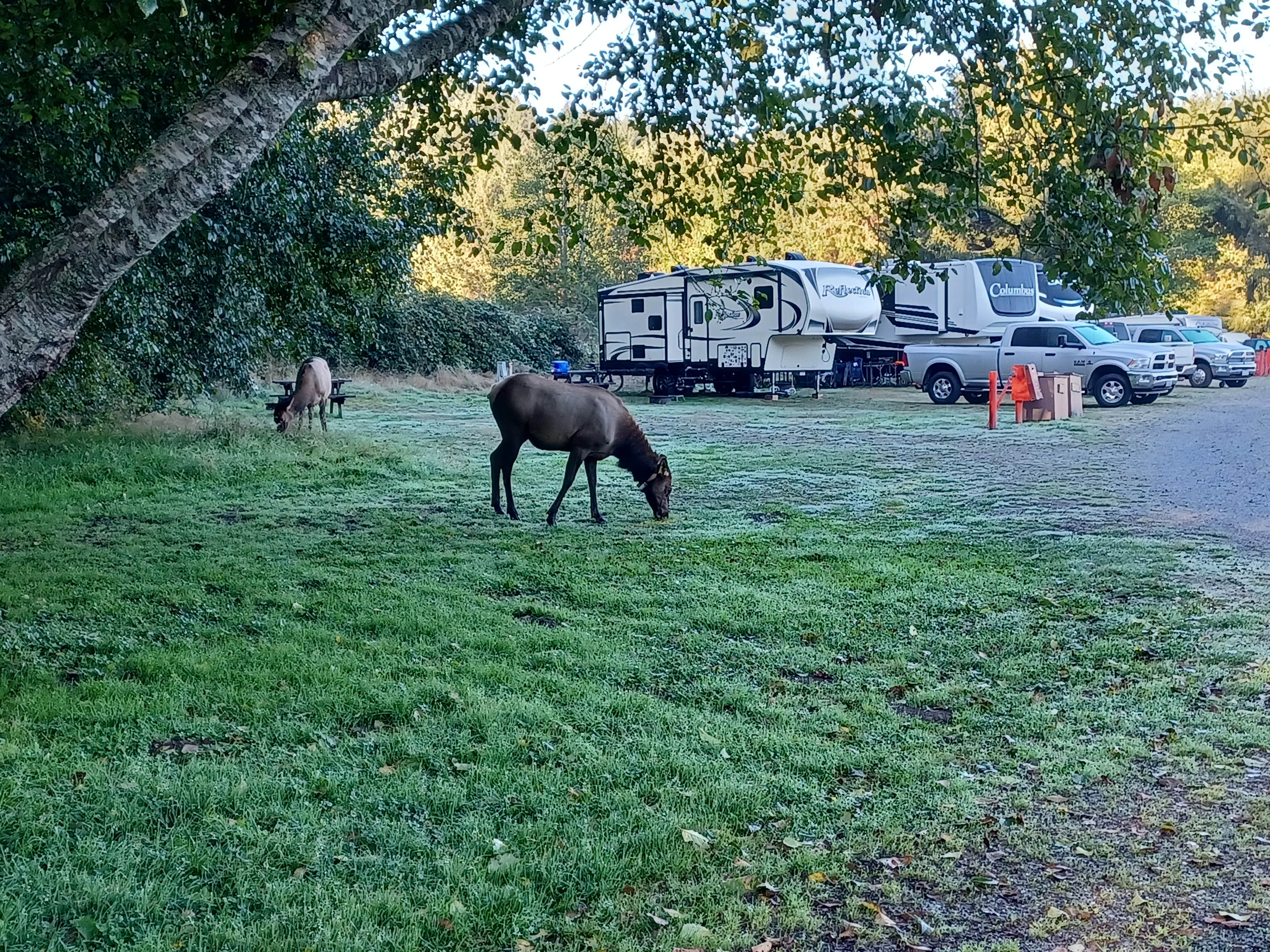 Marty P.'s photo of camping with a horse at Elk Country RV Resort & Campground near Orick, CA