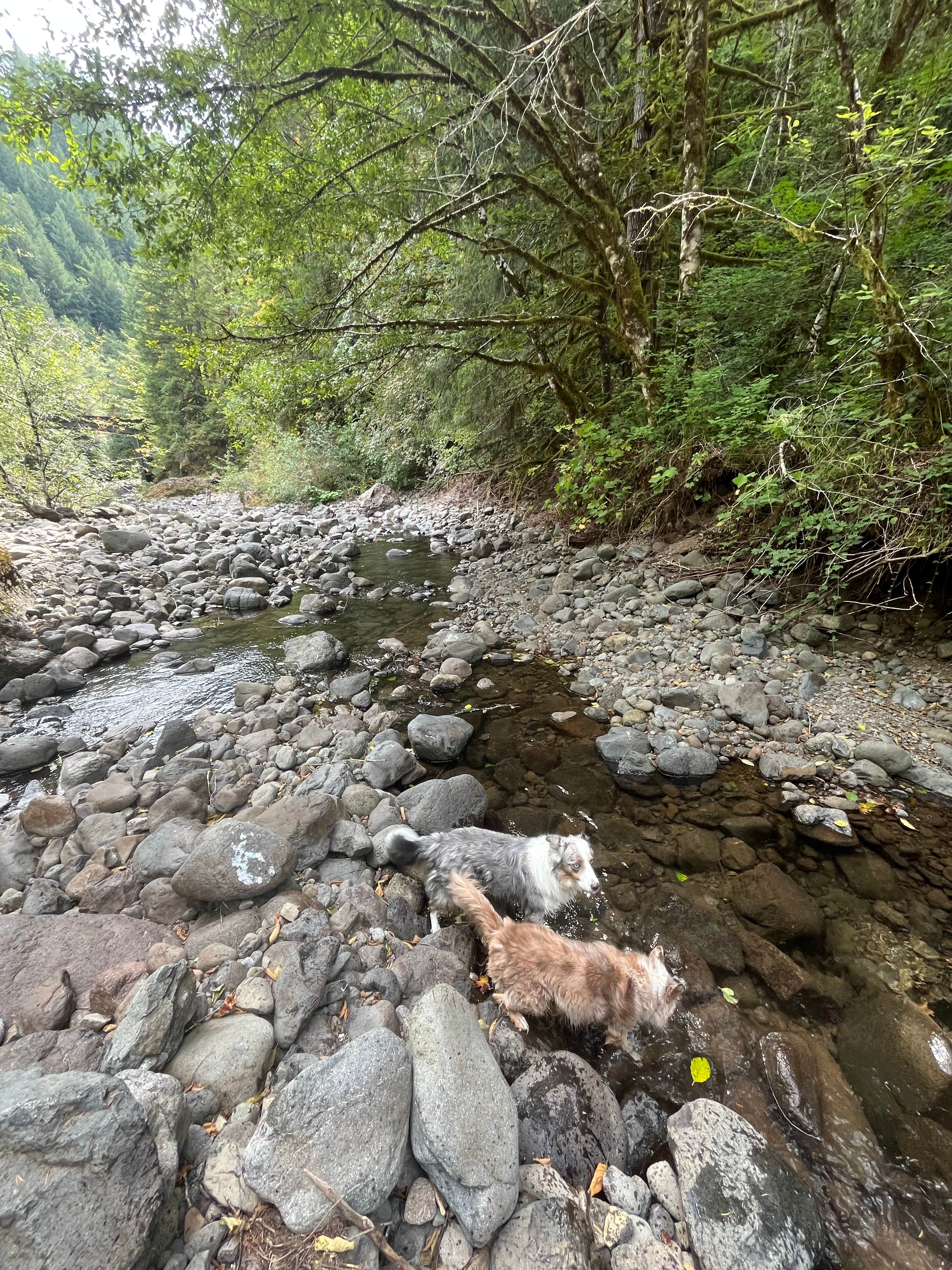 Levai H.'s photo of camping with pets at Elk Creek Campground near Vernonia, OR