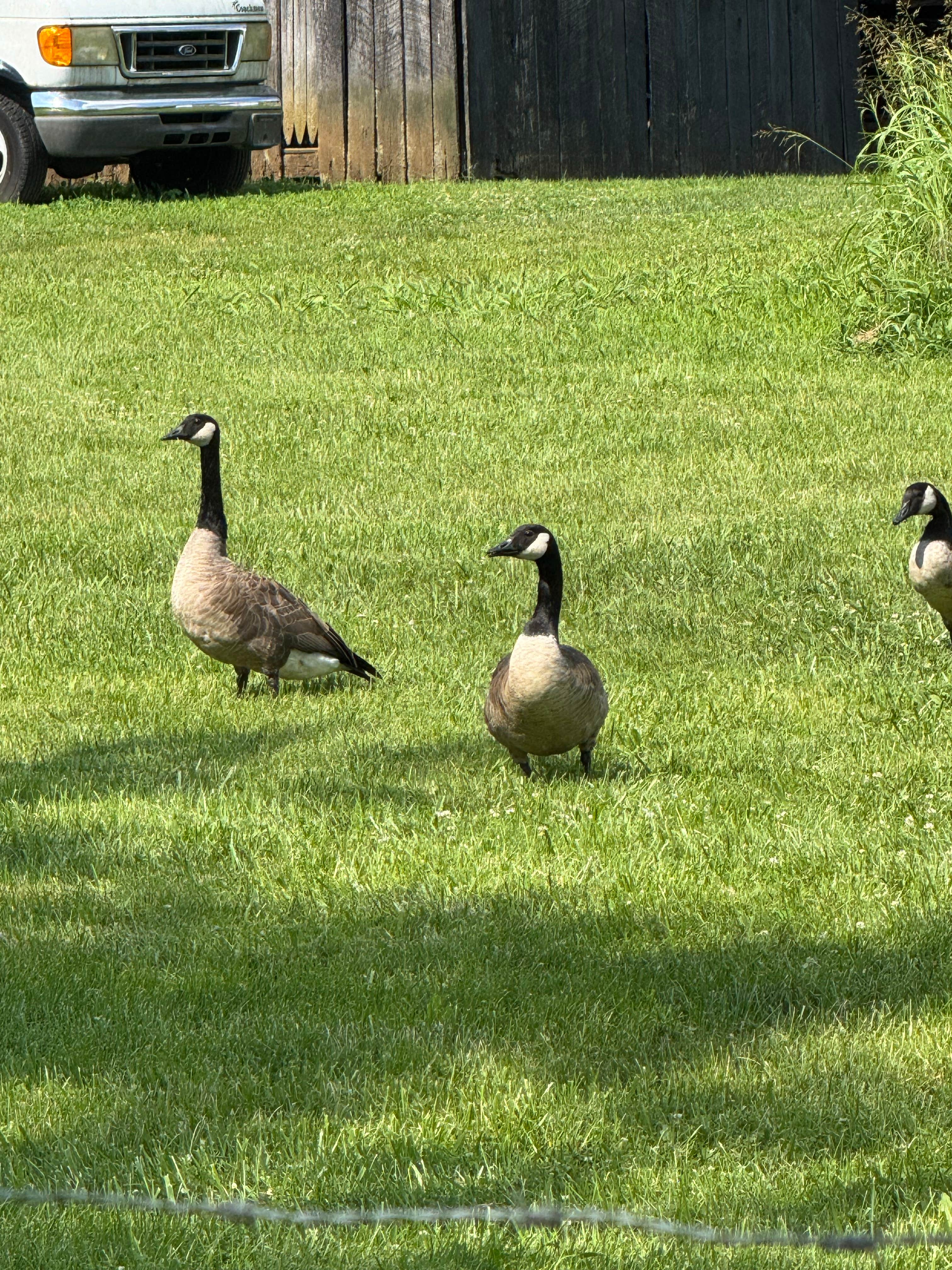 Camper submitted image from Elkhorn Creek RV Park - 5
