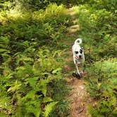 Review photo of Port Jervis Elks Brox  Hiker/Biker Campground by Gregg T., August 26, 2024