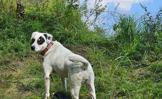 Gregg T.'s photo of camping with pets at Port Jervis Elks Brox Hiker/Biker Campground in New York