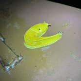 Review photo of Emerald Forest Cabins & RV by Phoebe B., April 21, 2026