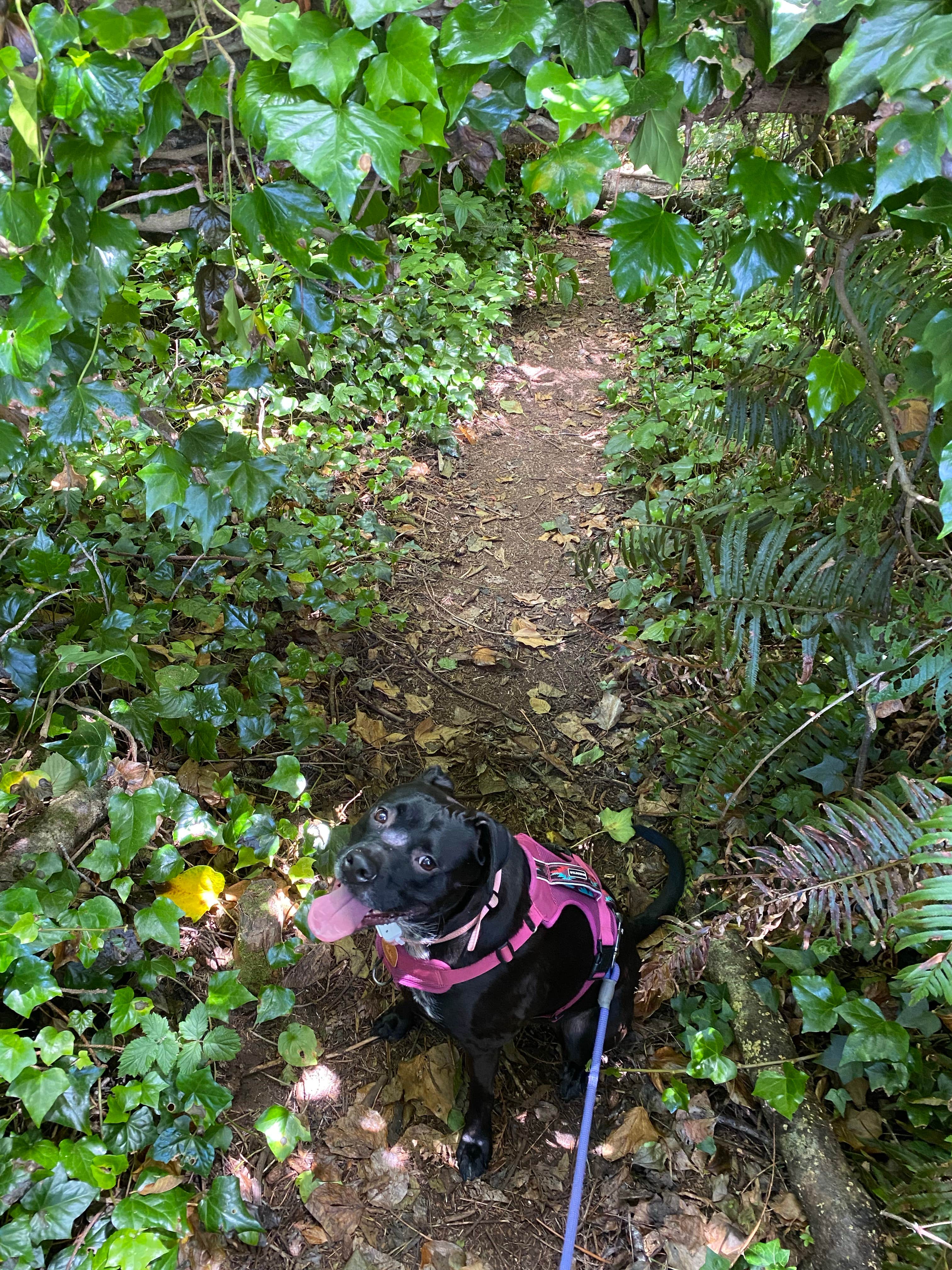 Troy L.'s photo of camping with pets at Emerald Forest Cabins & RV near Redwood National Park