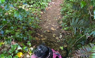 Troy L.'s photo of camping with pets at Emerald Forest Cabins & RV near Redwood National Park