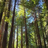 Review photo of Emerald Forest Cabins & RV by Kevin M., July 17, 2026