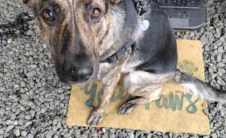 Jami C.'s photo of camping with pets at Emerald Valley RV Park near Corvallis, OR