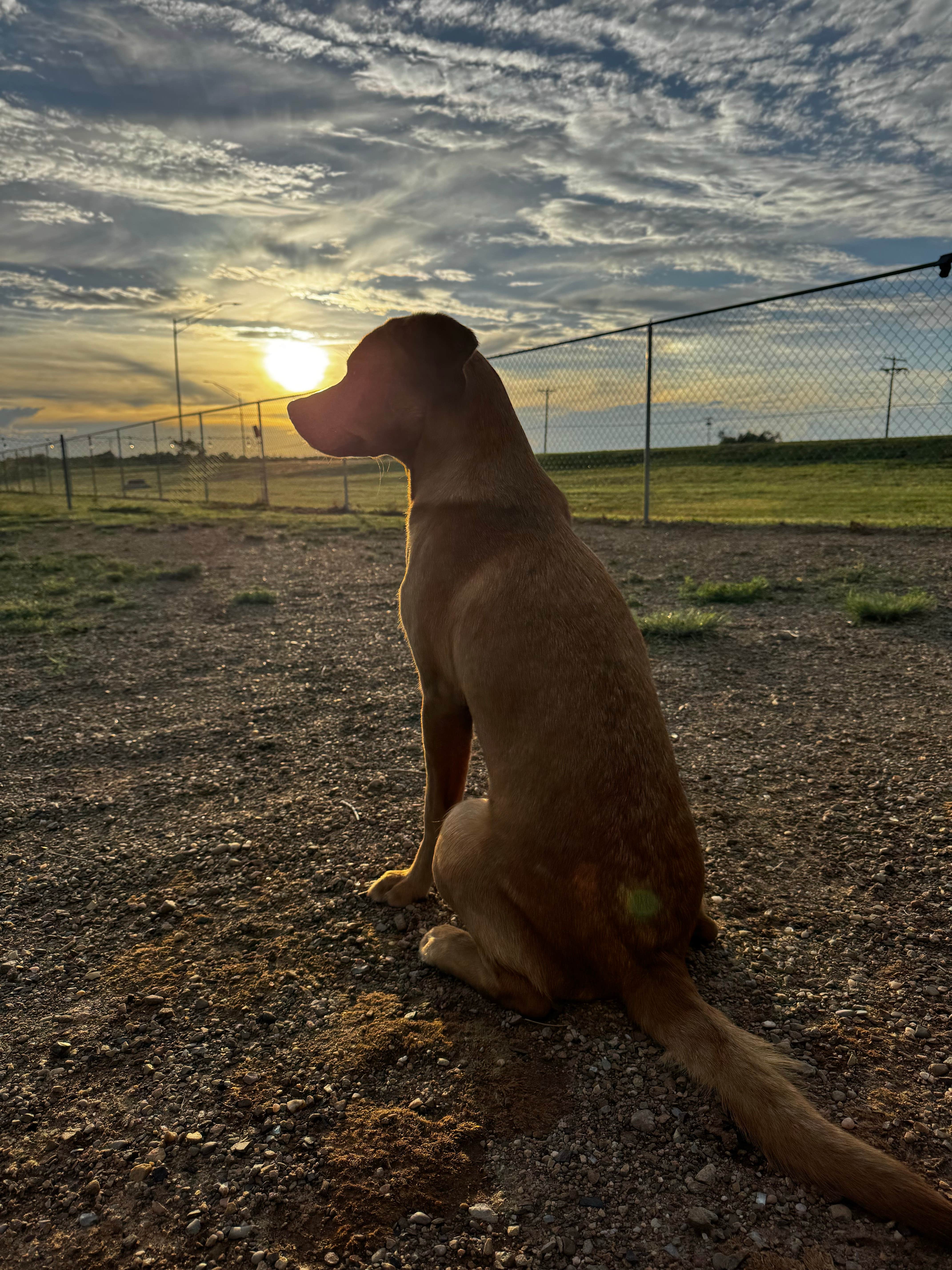 Matt G.'s photo of camping with pets at Blaze-In-Saddle RV Park near Tucumcari, NM
