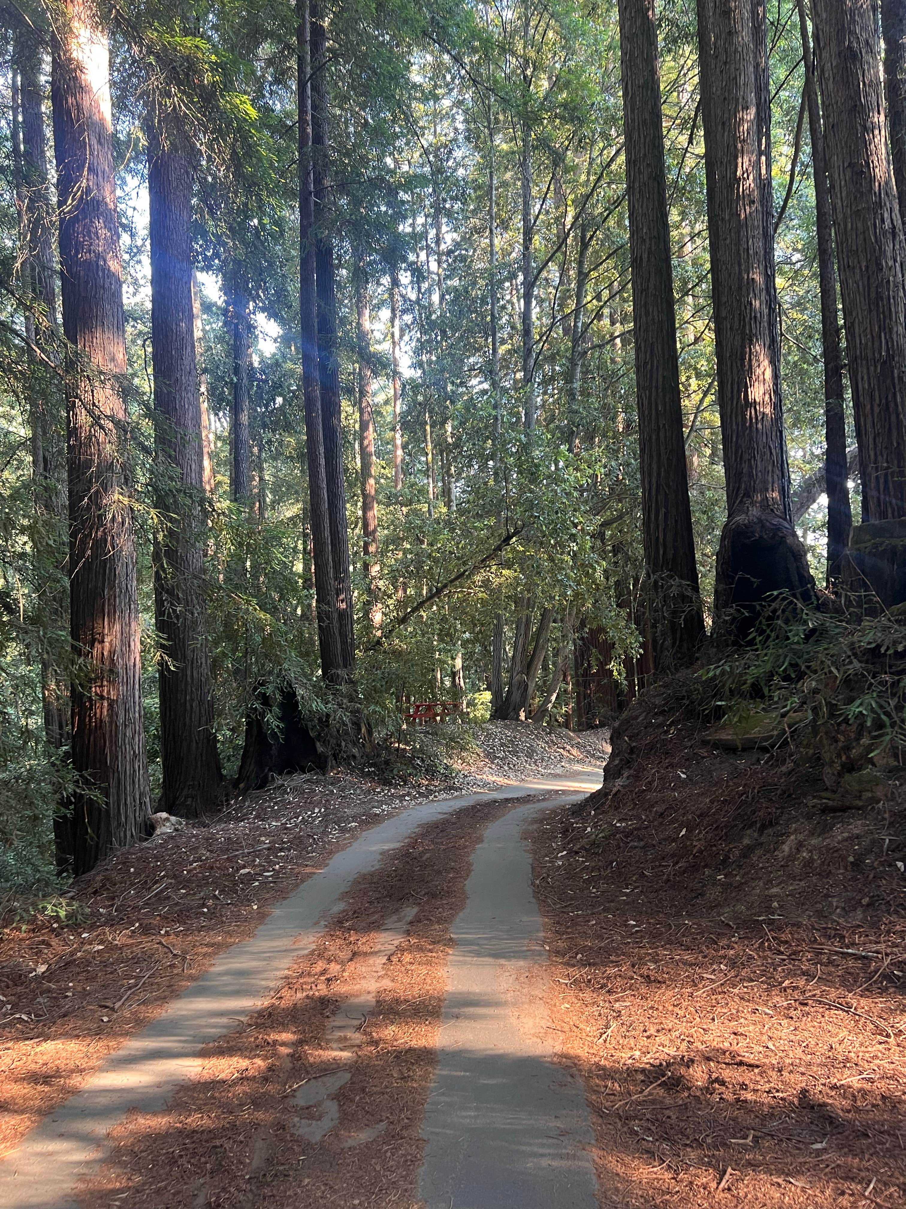 Camper submitted image from Enchanted Forest Mountain Redwood Retreat - 3