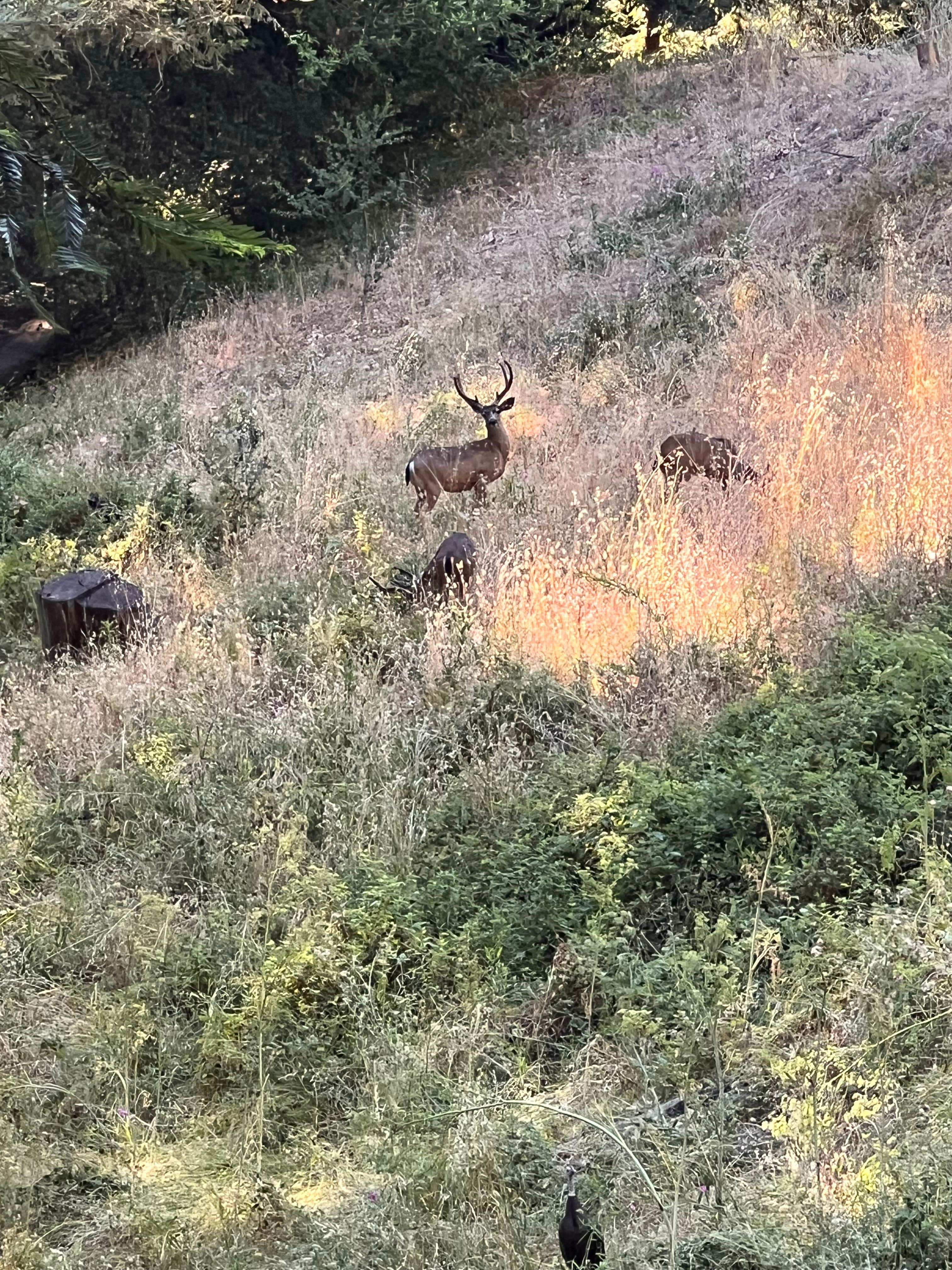 Camper submitted image from Enchanted Forest Mountain Redwood Retreat - 4