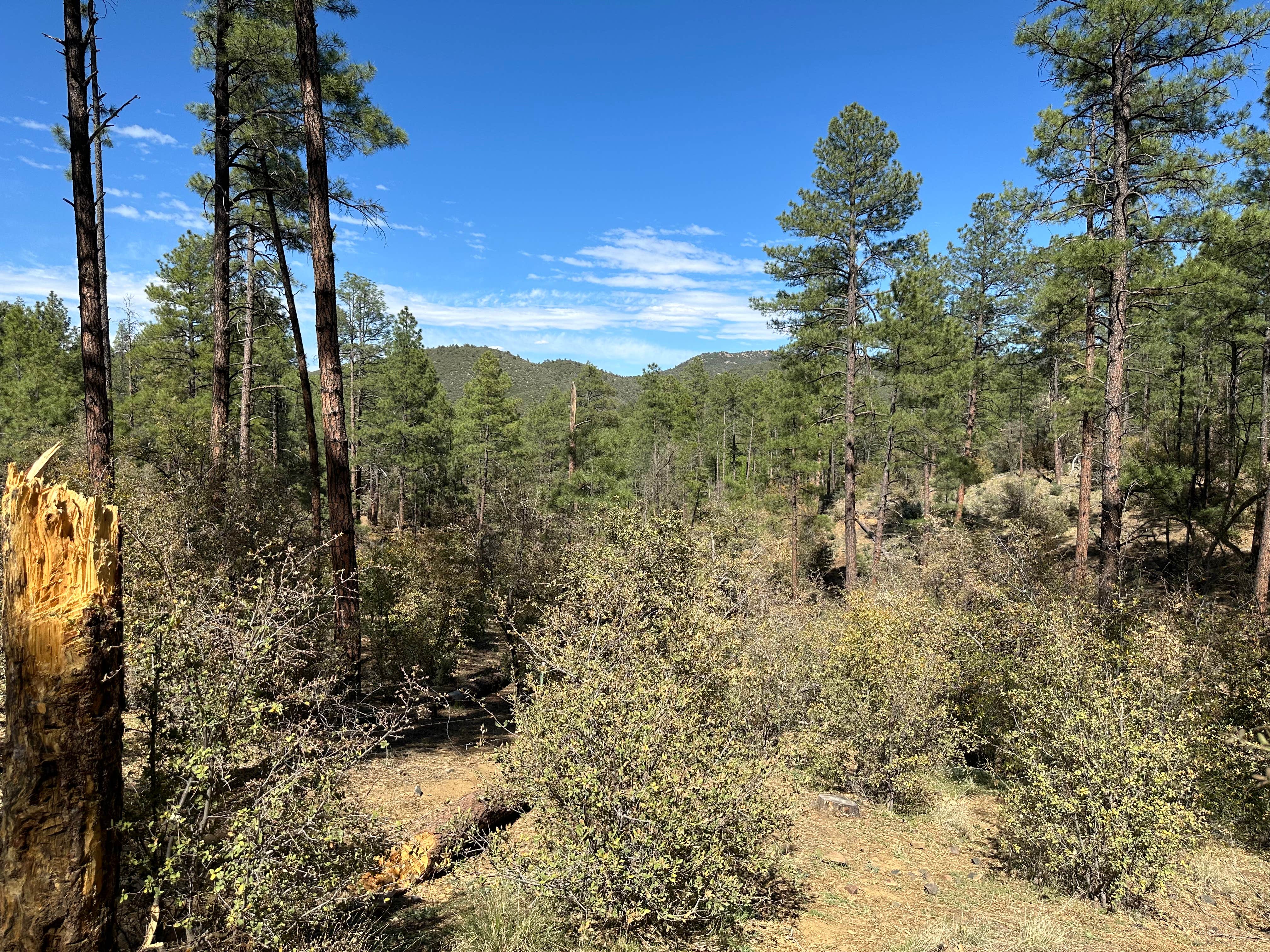 Camper-submitted photo at Enchanted Forest Trail Campsites near Mayer, AZ