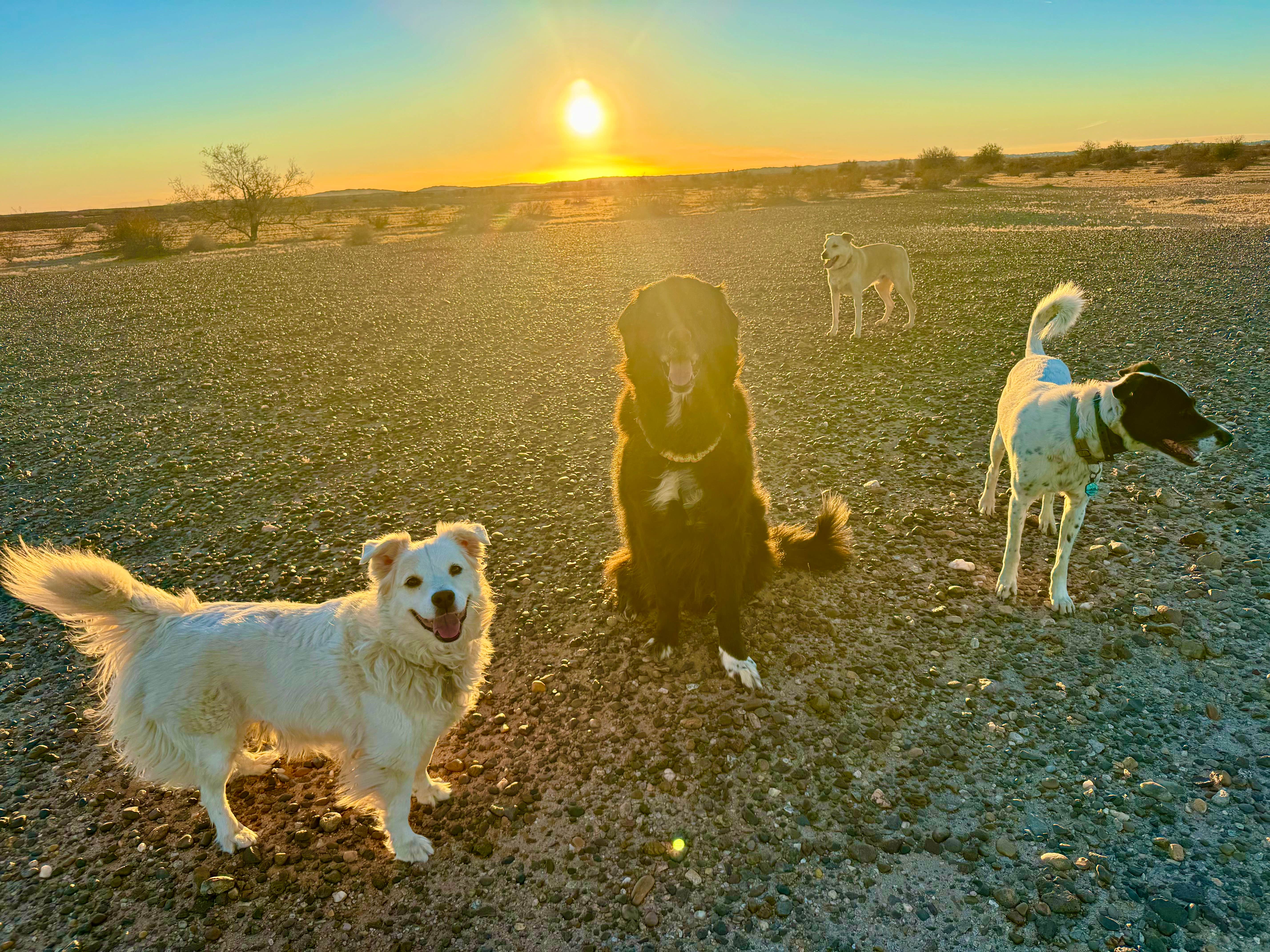 Paulina B.'s photo of camping with pets at Pilot Knob RV Resort near El Centro, CA