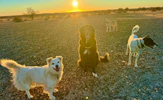 Paulina B.'s photo of camping with pets at Pilot Knob RV Resort near Winterhaven, CA