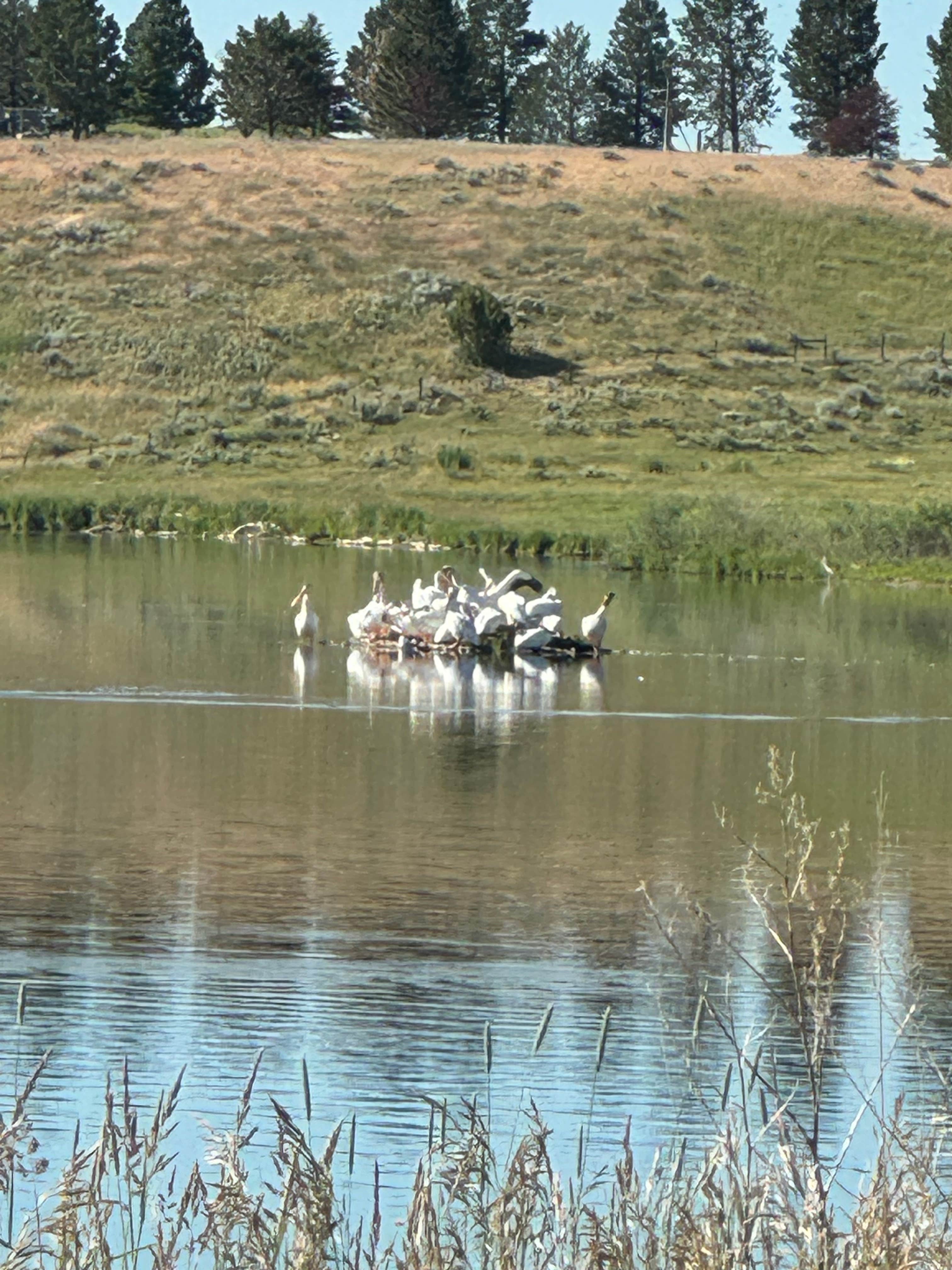 Camper-submitted photo at Ennis Montana FWP near Ennis, MT
