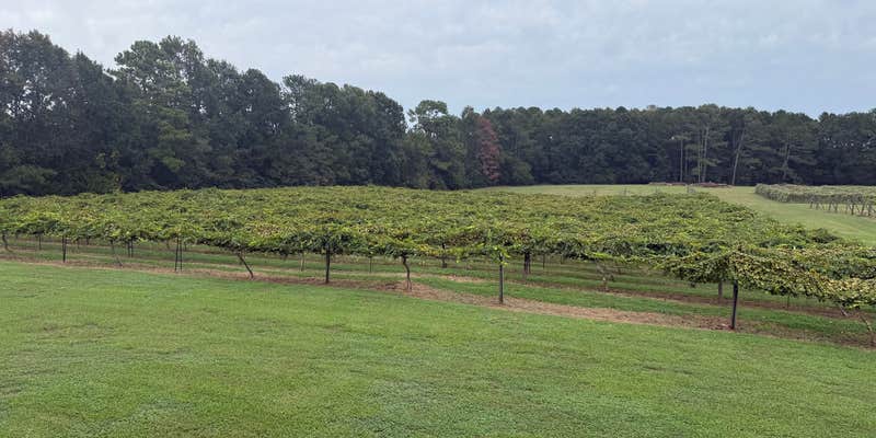 Camper submitted image from Enoree River Winery