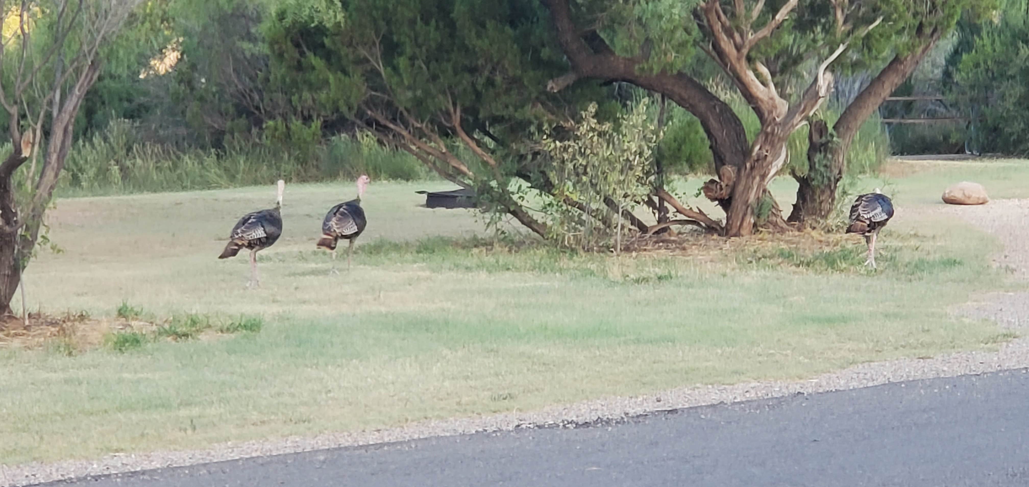 Camper-submitted photo at Equestrian Campground — Palo Duro Canyon State Park near McClellan Creek National Grassland