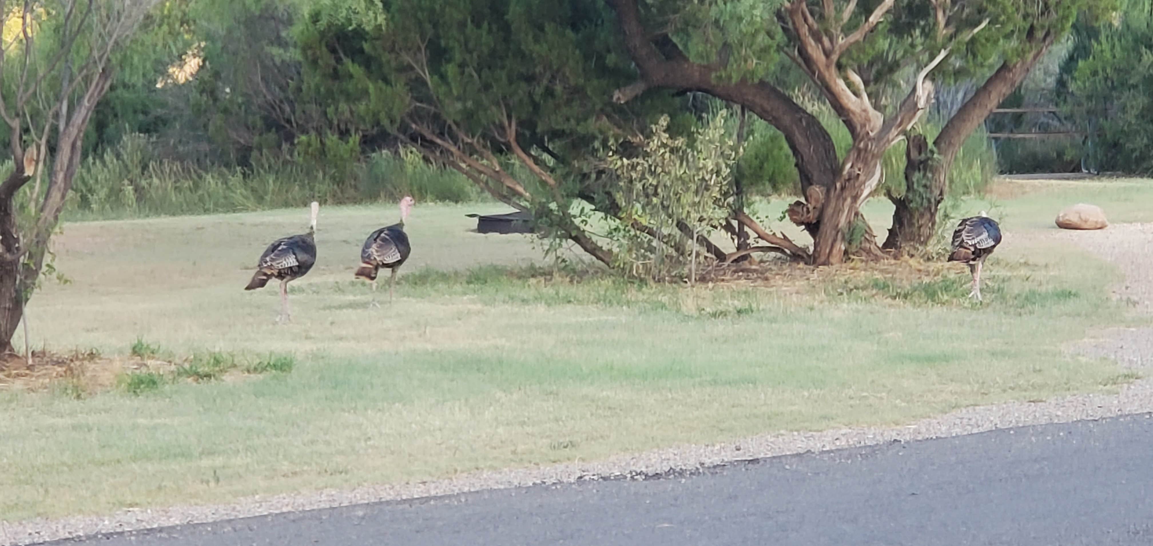 Camper submitted image from Equestrian Campground - Palo Duro Canyon State Park - 3