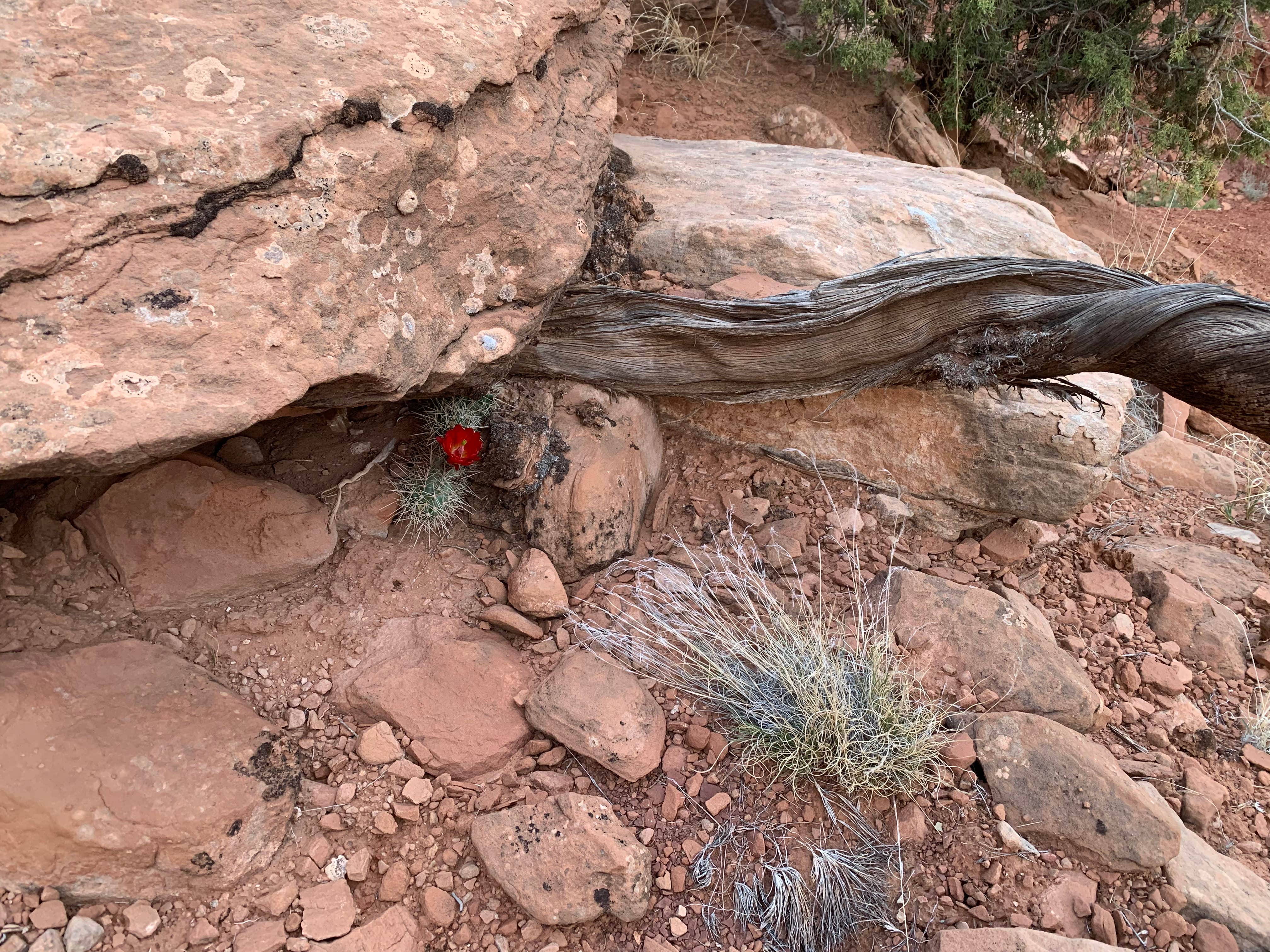 Escalante Canyon Road Dispersed (650 Rd)
