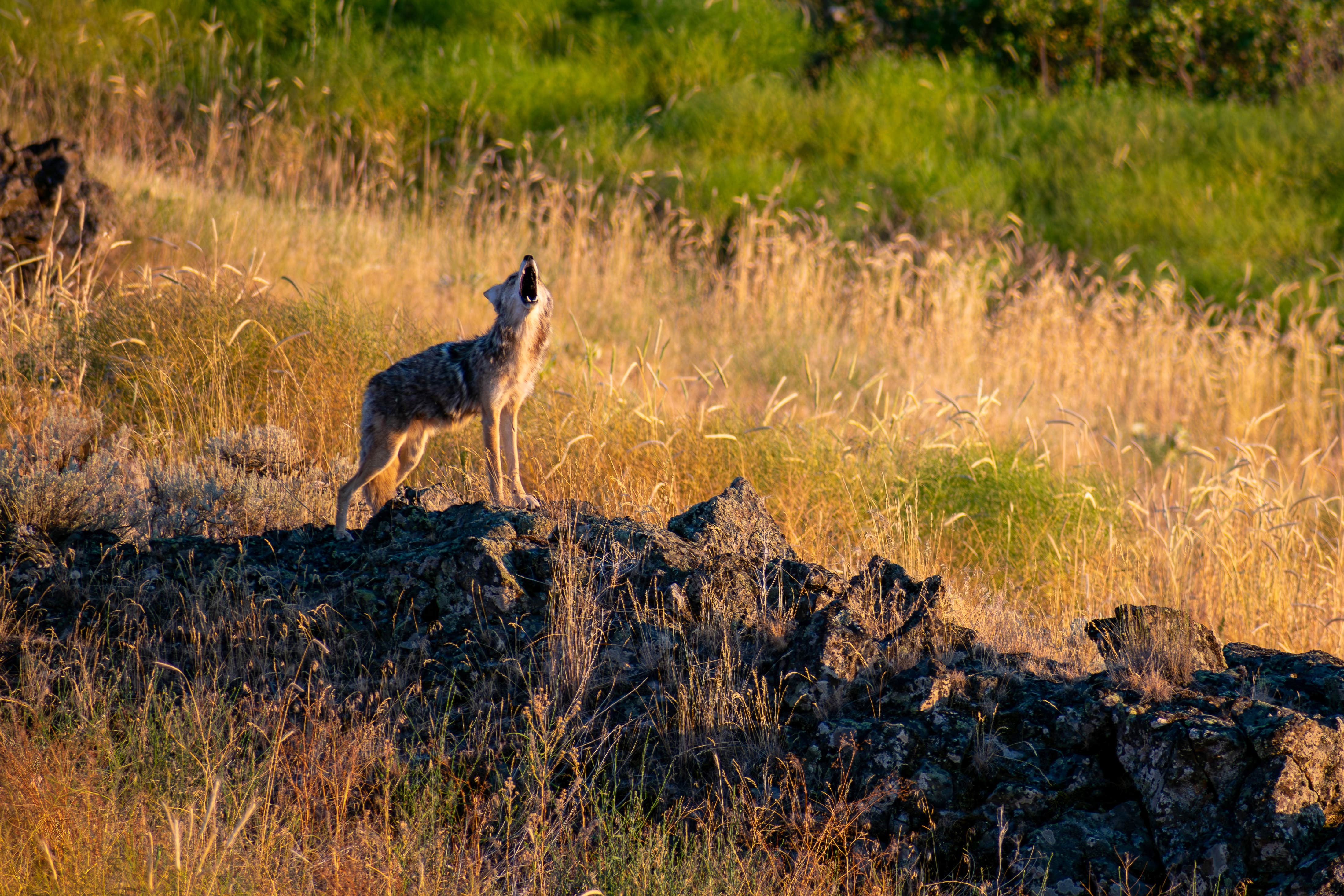 Overland S.'s photo of camping with pets at Escure Ranch / Rock Creek Recreation Area near Pullman, WA