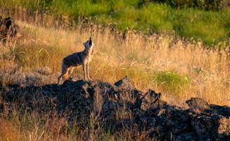 Overland S.'s photo of camping with pets at Escure Ranch / Rock Creek Recreation Area near Lamont, WA