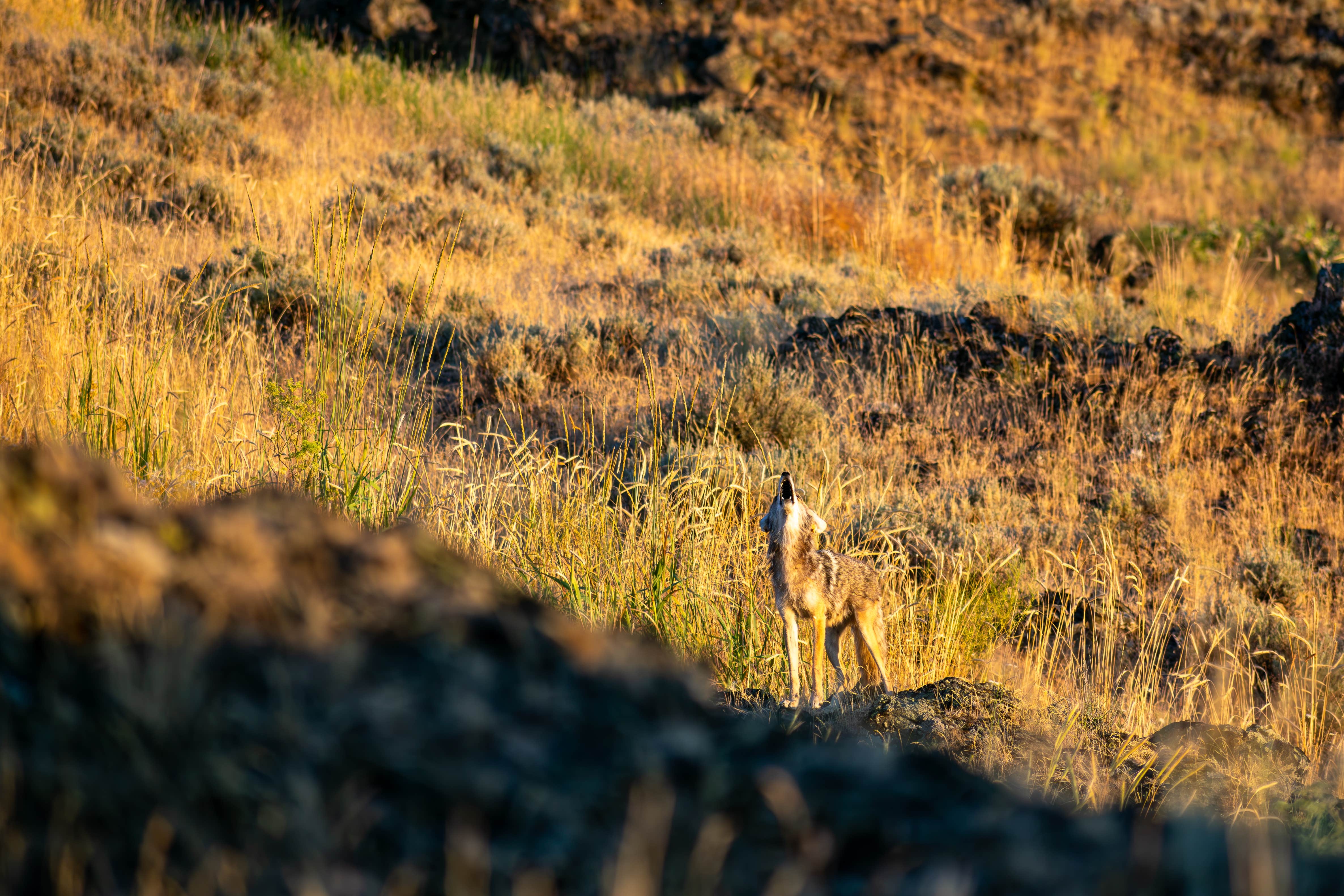 Overland S.'s photo of camping with pets at Escure Ranch / Rock Creek Recreation Area near Pullman, WA