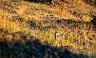 Overland S.'s photo of camping with pets at Escure Ranch / Rock Creek Recreation Area near Pullman, WA
