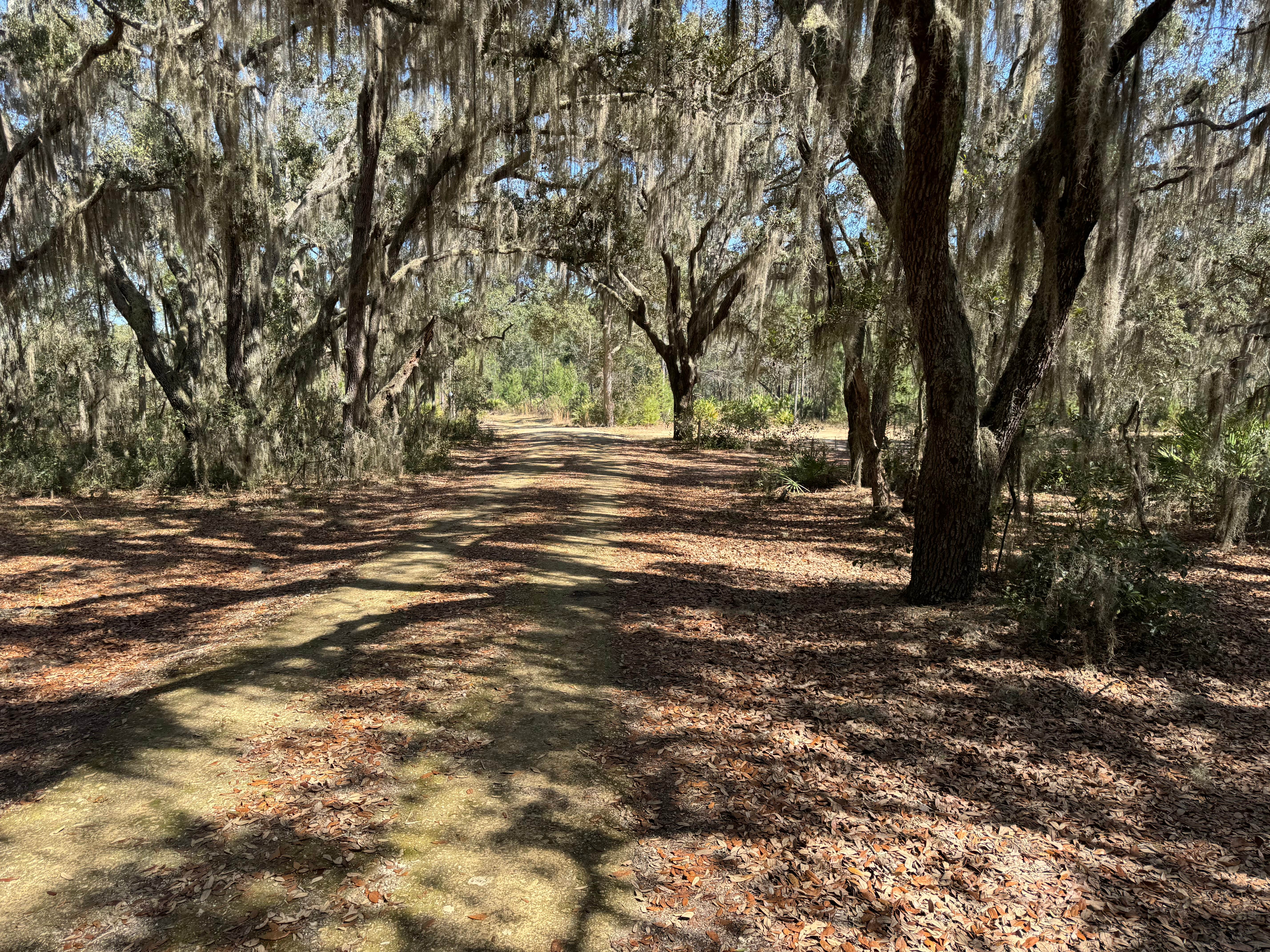 Camper-submitted photo at Etoniah Creek State Forest Green Camp near Bunnell, FL