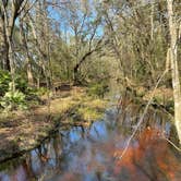 Review photo of Etoniah Creek State Forest by Brian K., February 26, 2024