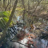 Review photo of Etoniah Creek State Forest by Brian K., February 26, 2024