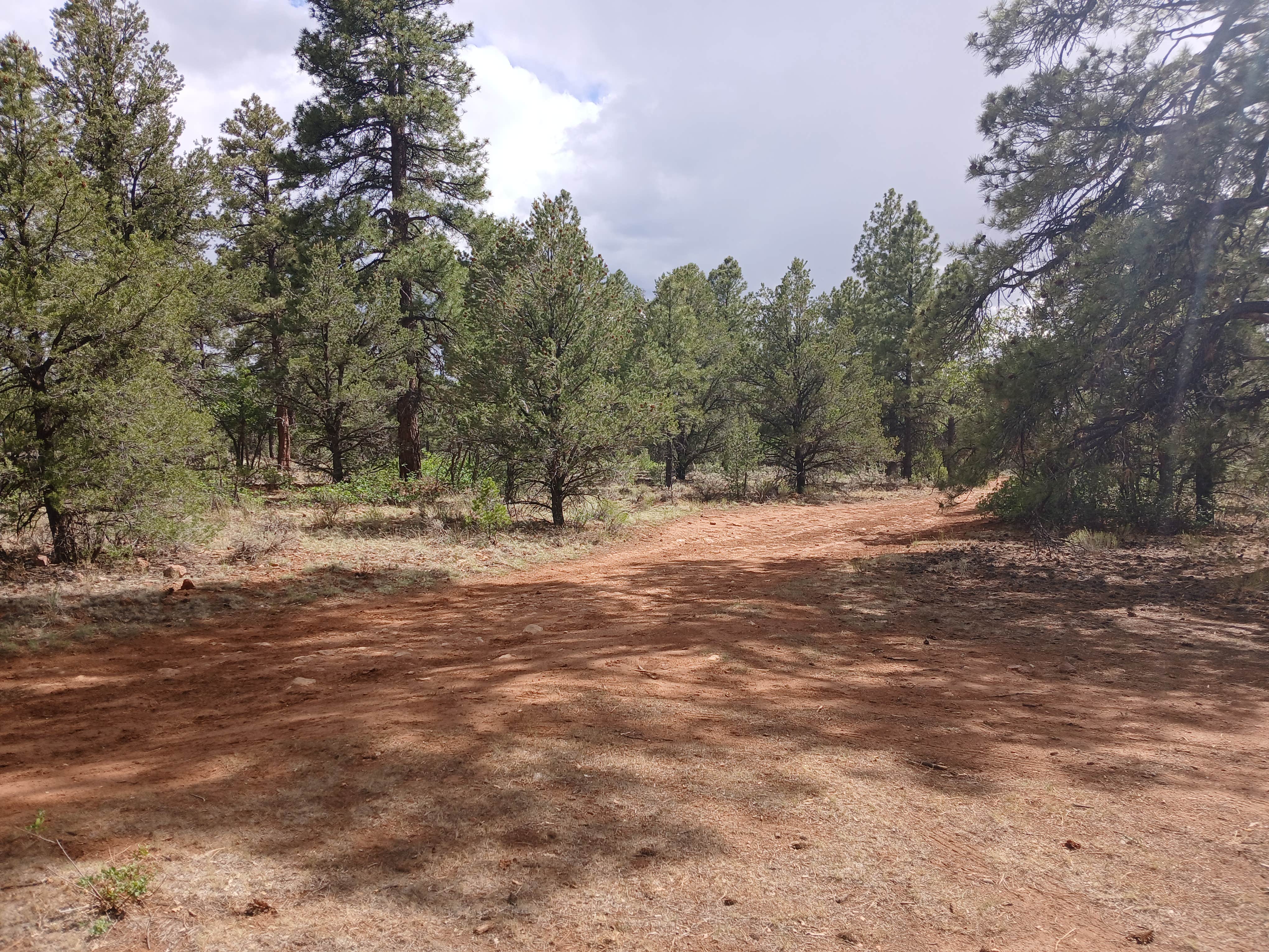 Camper submitted image from F328 dispersed camping spot - 3