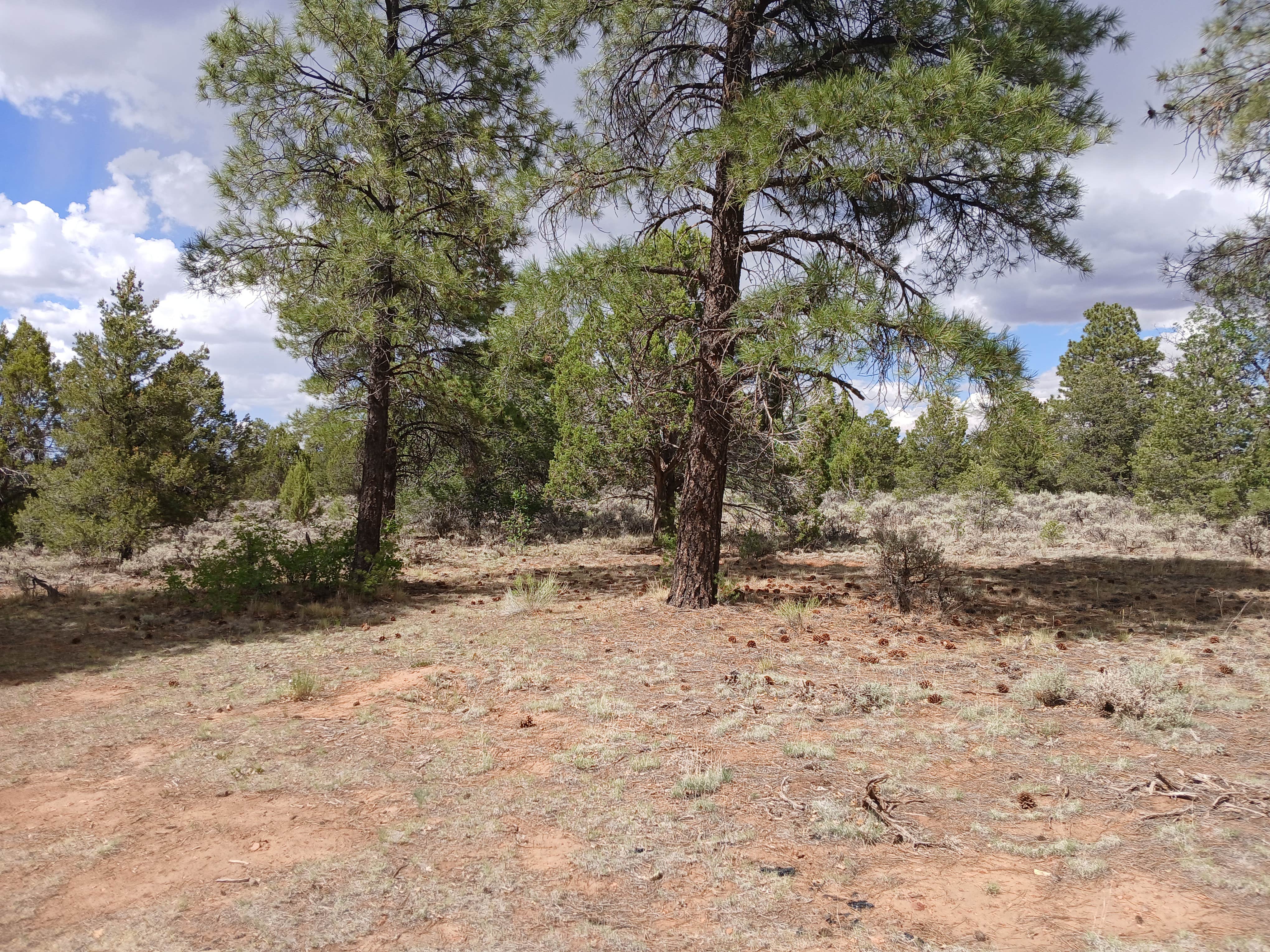 Camper submitted image from F328 dispersed camping spot - 1